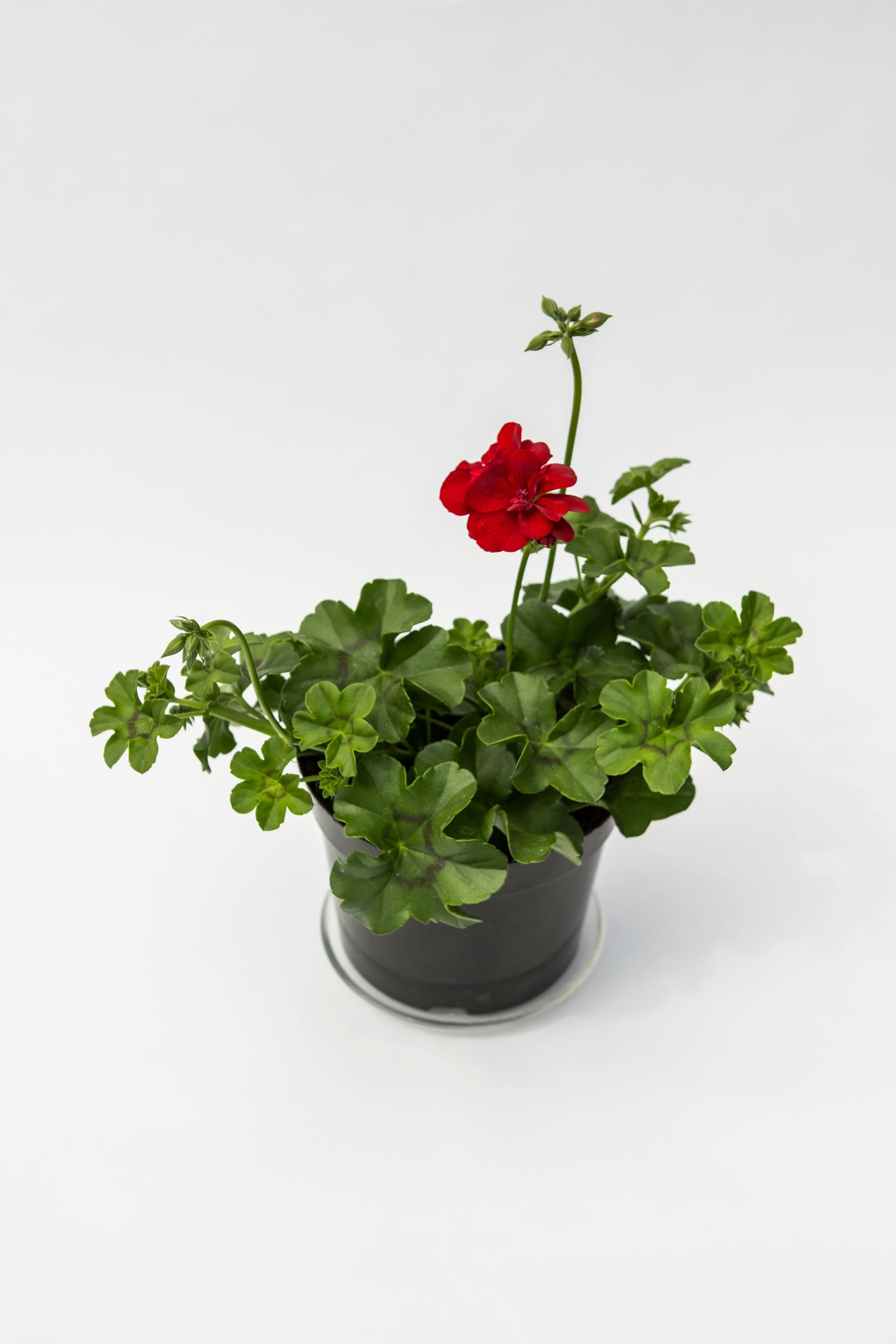 Svyranti Palergonija (Pelargonium Peltatum)