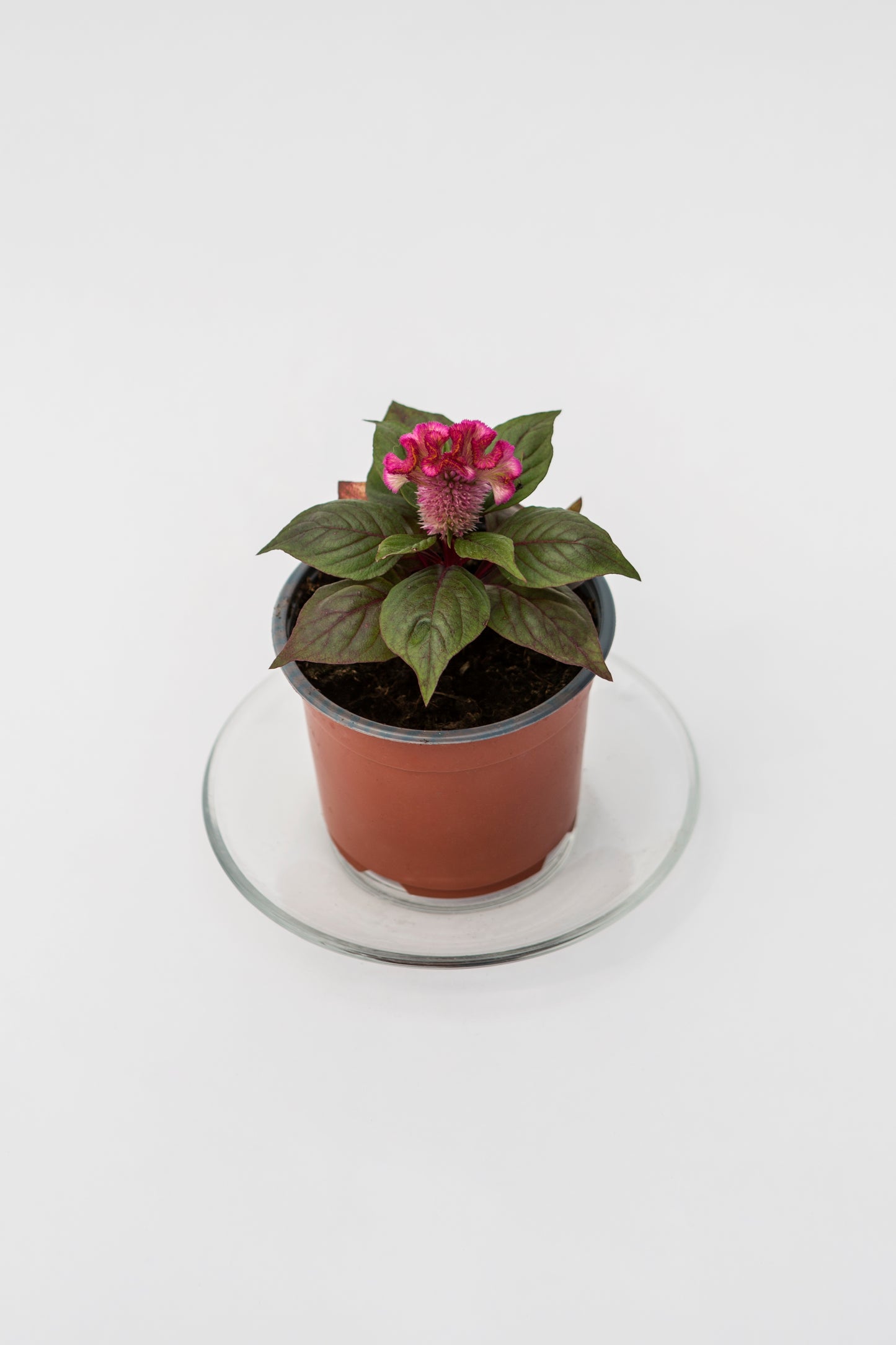Celiozija (Celosia)