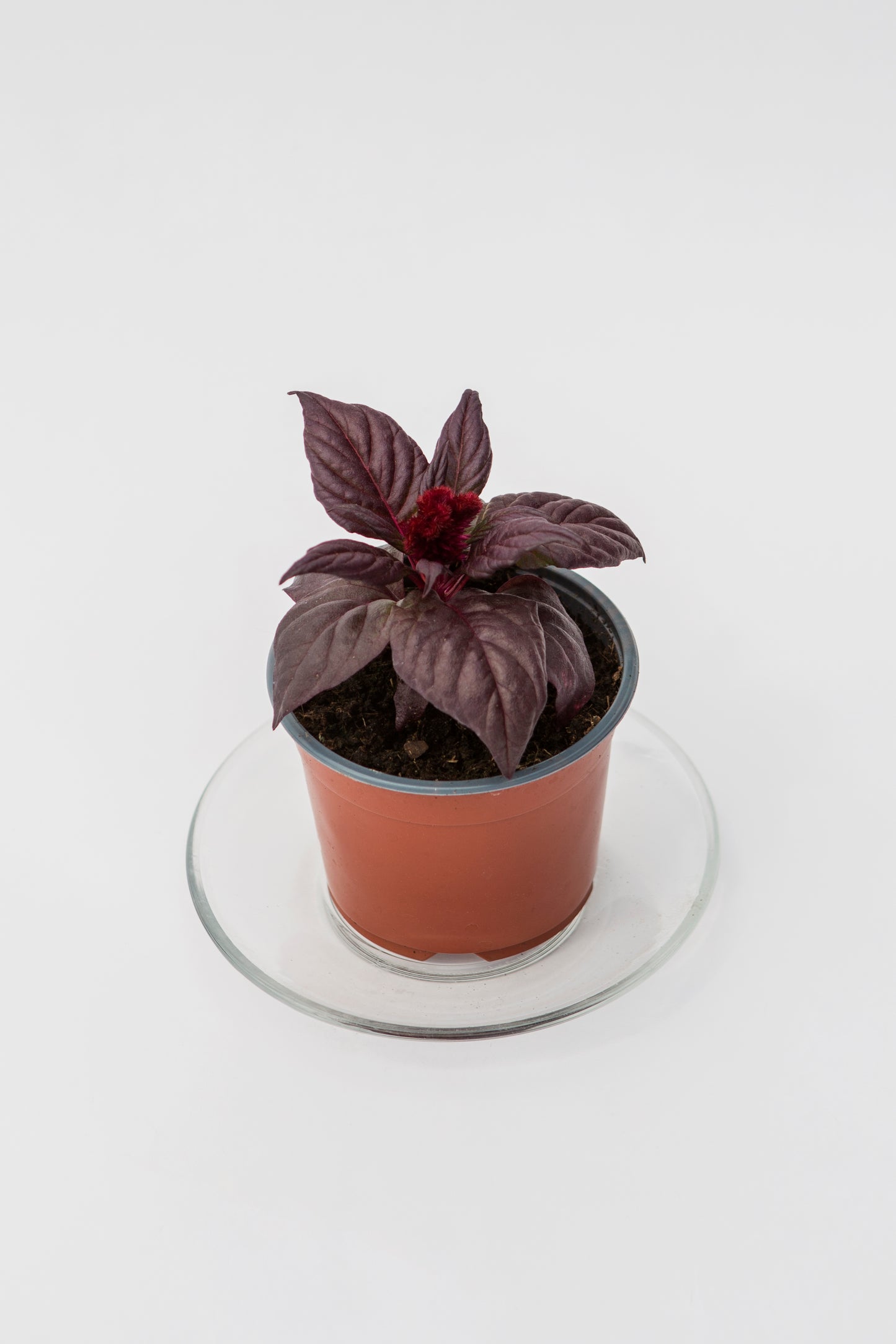 Celiozija (Celosia)