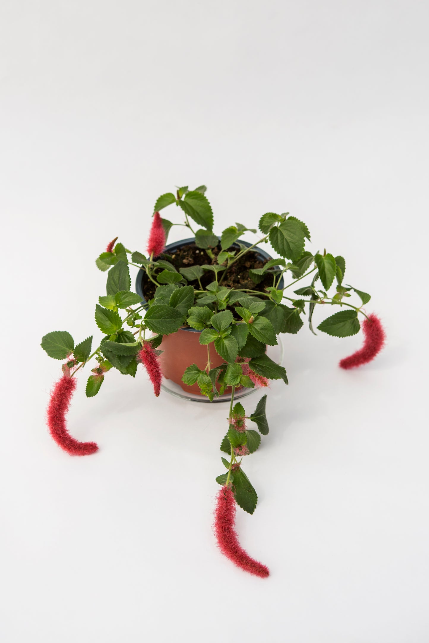 Katino uodegėlės (Acalypha Firetail)