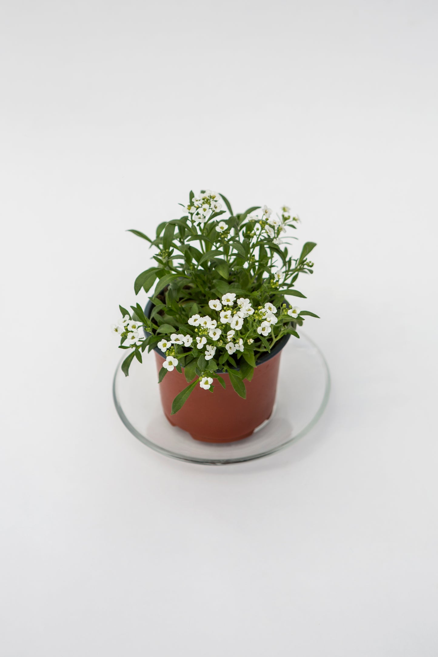 Krūminis Medutis (Lobuliaria)