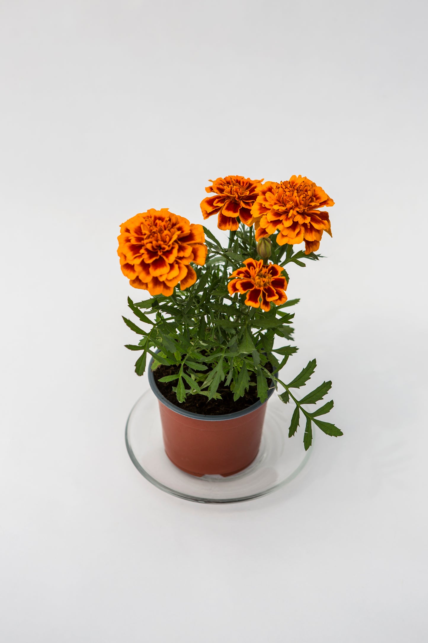Mažasis Gvazdikinis Serentis (Tagetes)