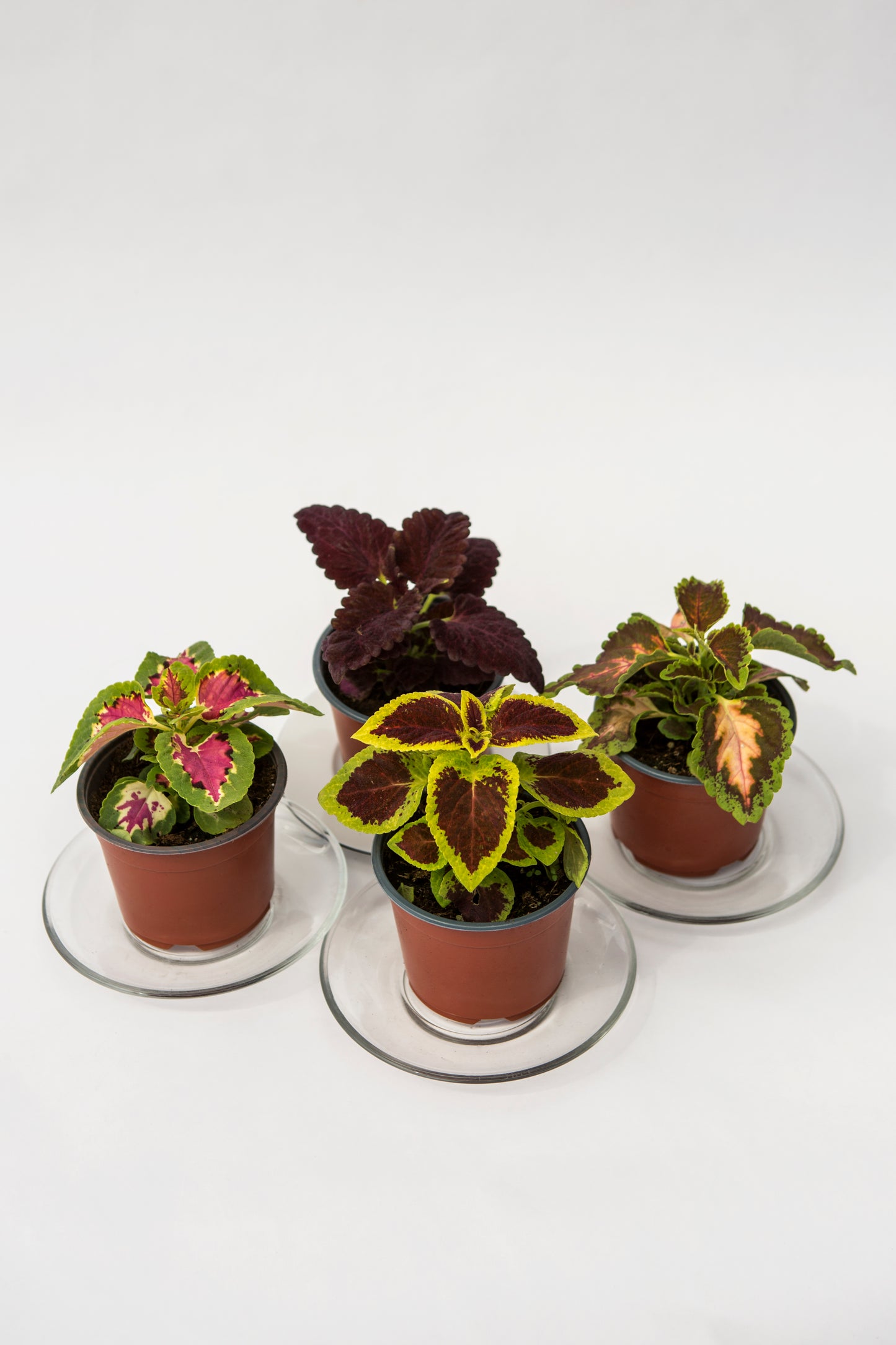 Daržinis Margenis (Coleus Blumei Benth)
