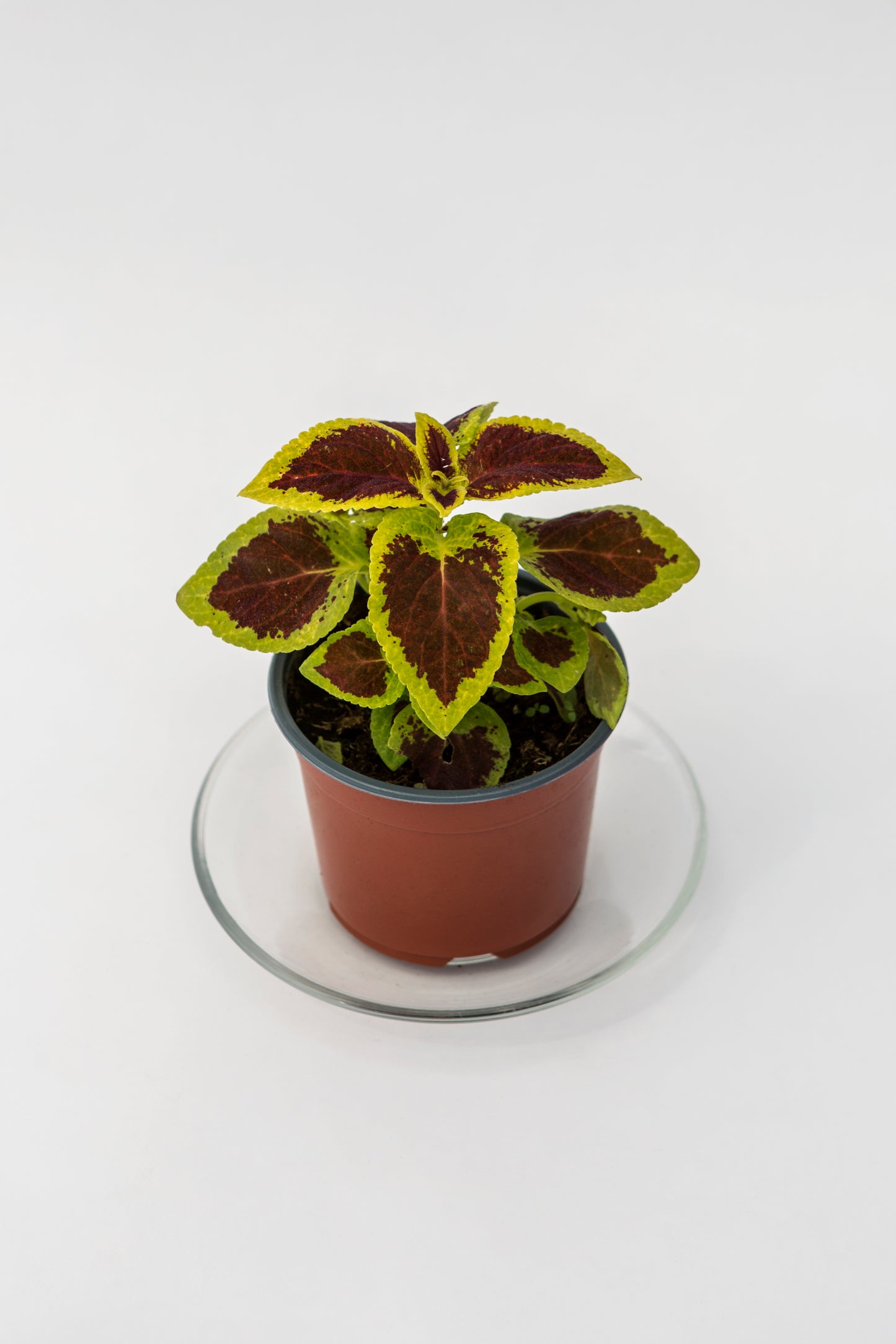 Daržinis Margenis (Coleus Blumei Benth)