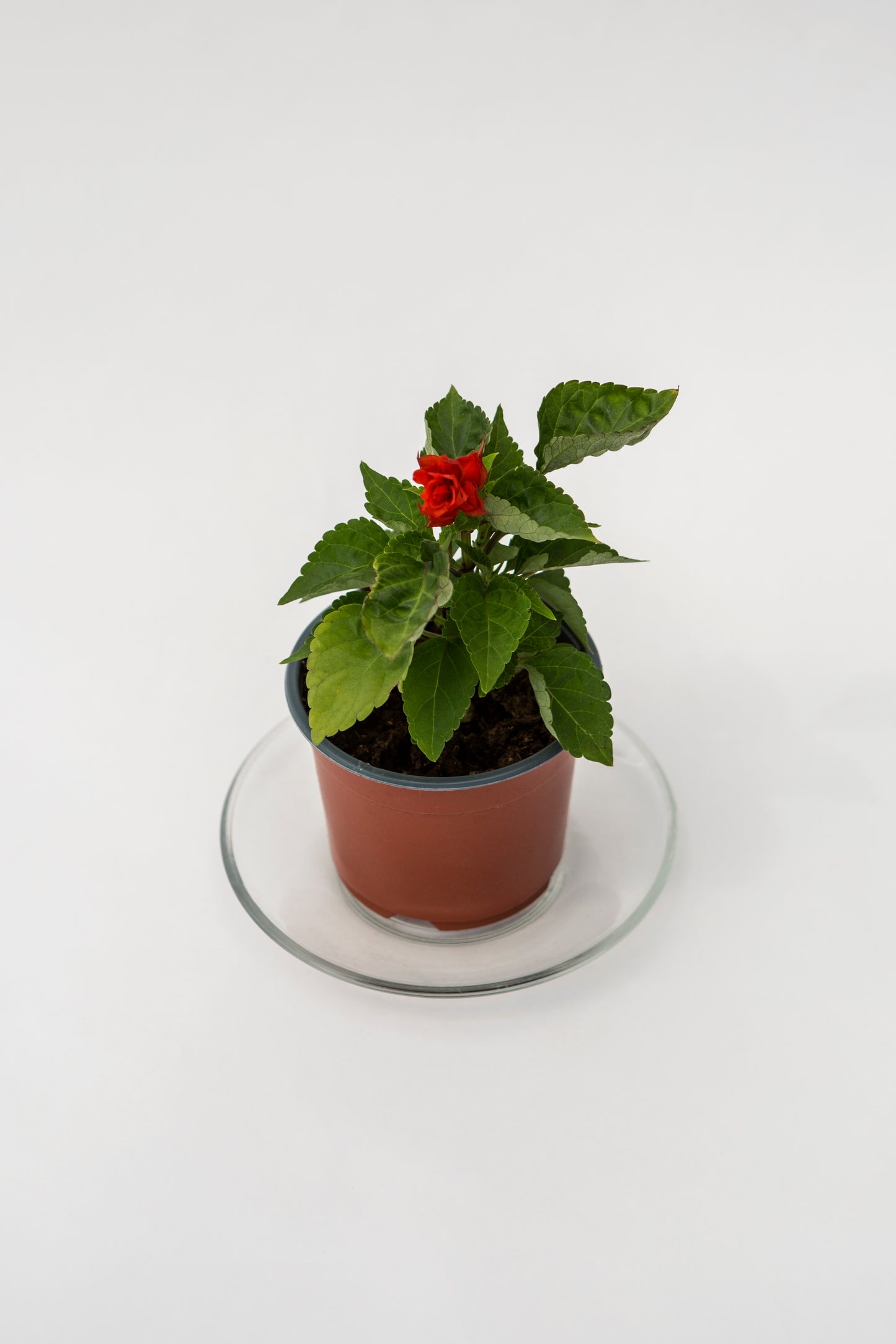 Salvija (Salvia)