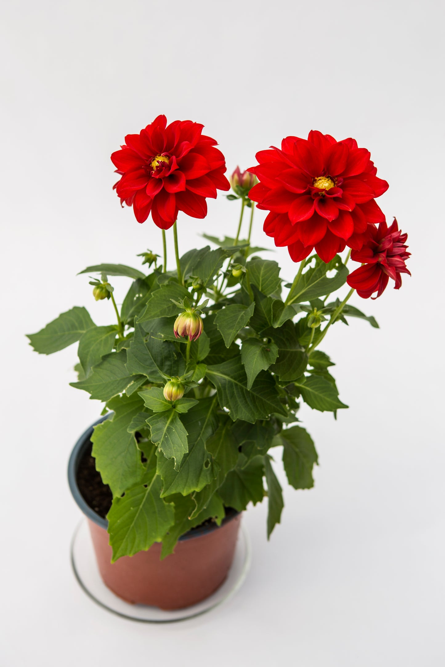 Jurginas (Dahlia Dalaya)