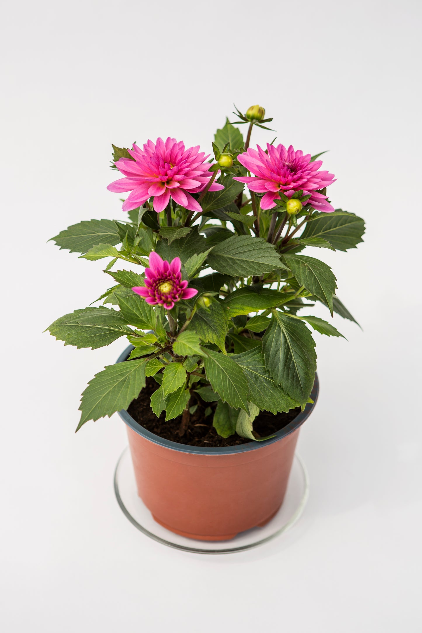 Jurginas (Dahlia Dalaya)