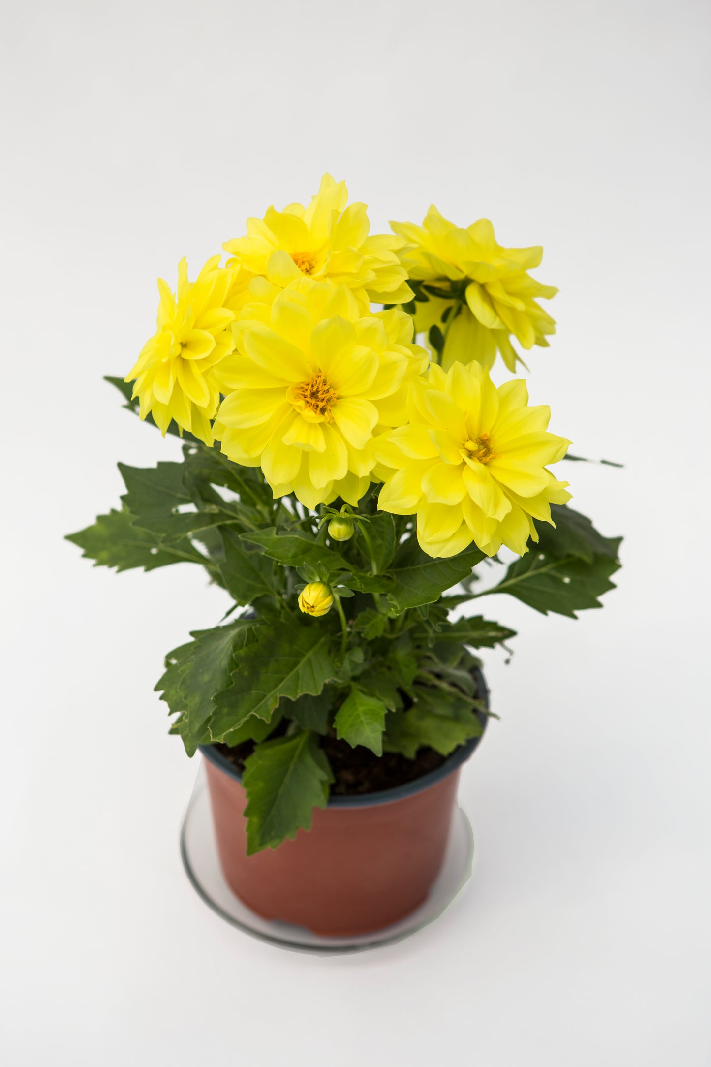 Jurginas (Dahlia Dalaya)