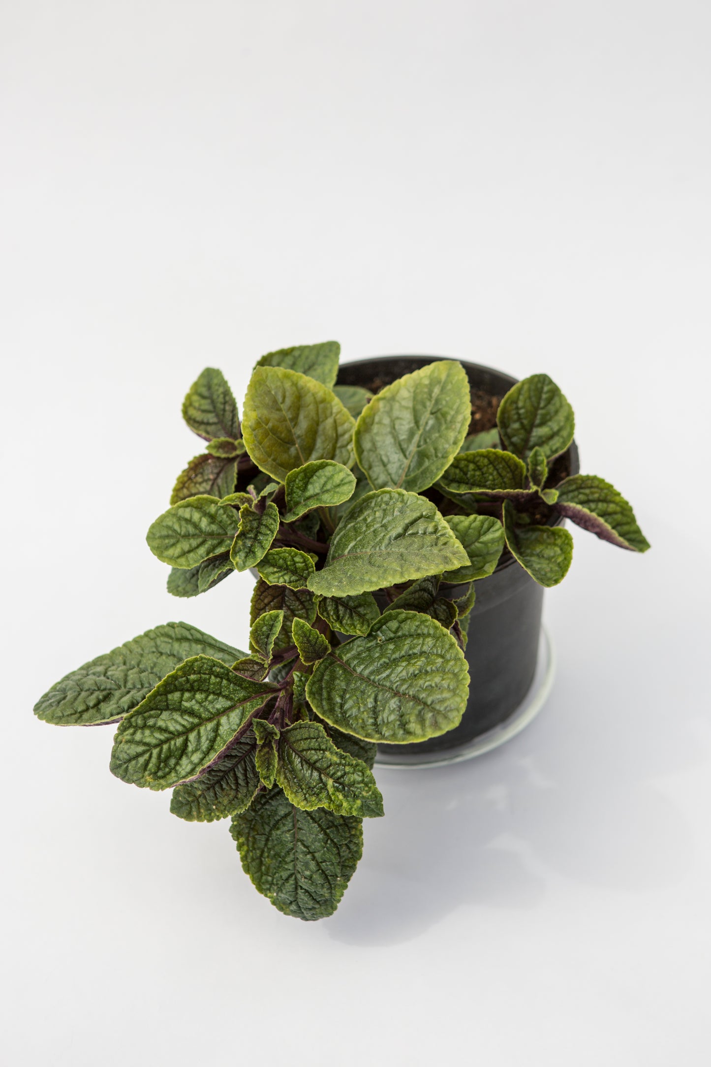 Cimžiedė (Plectranthus)