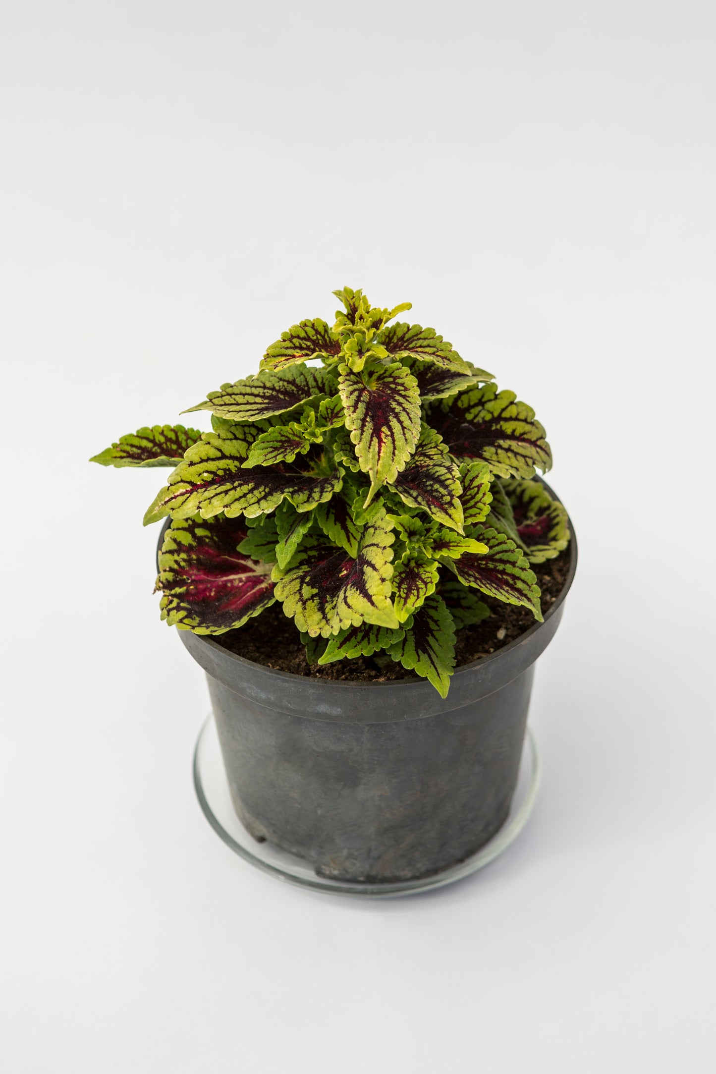 Karališkasis Margenis (Coleus)