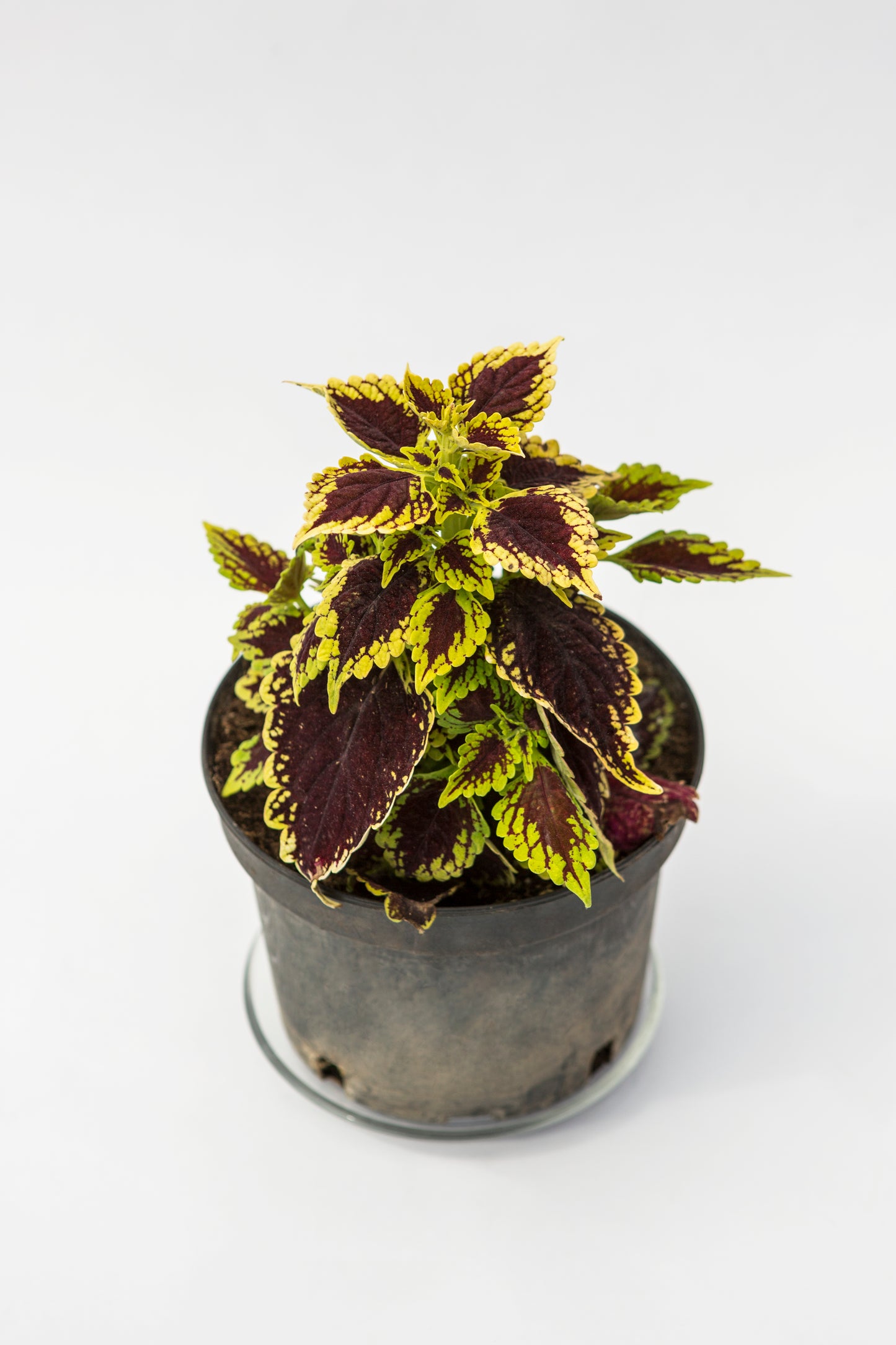 Karališkasis Margenis (Coleus)