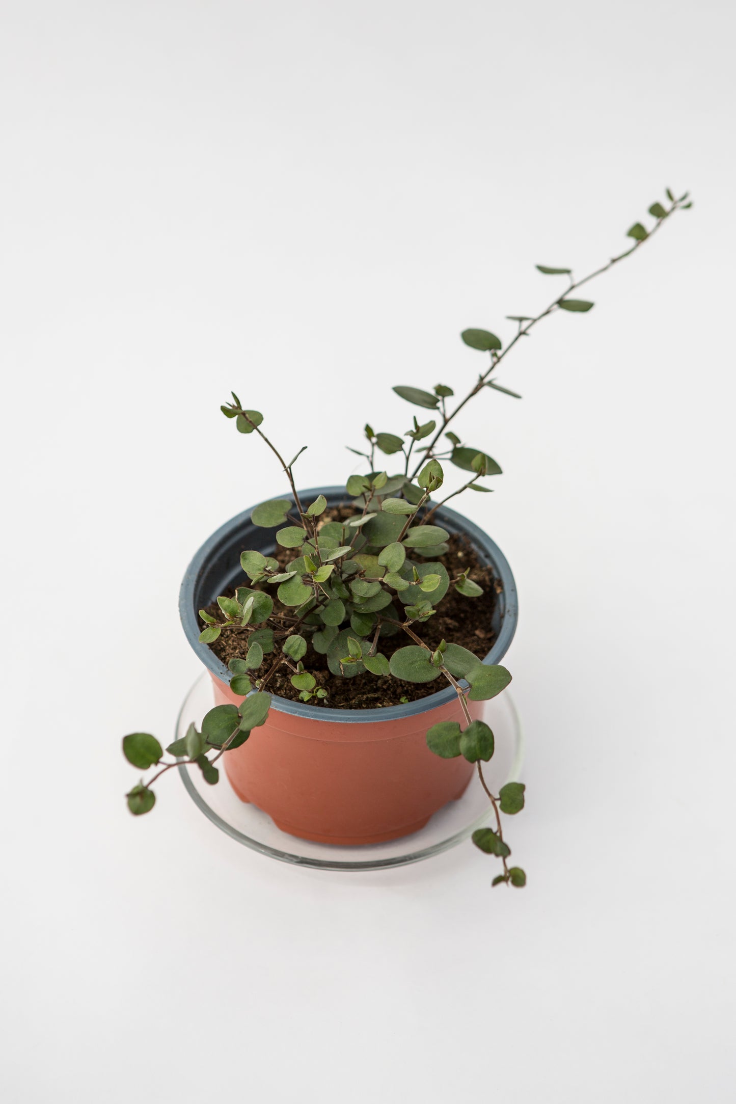 Miulenbekija (Muehlenbeckia)
