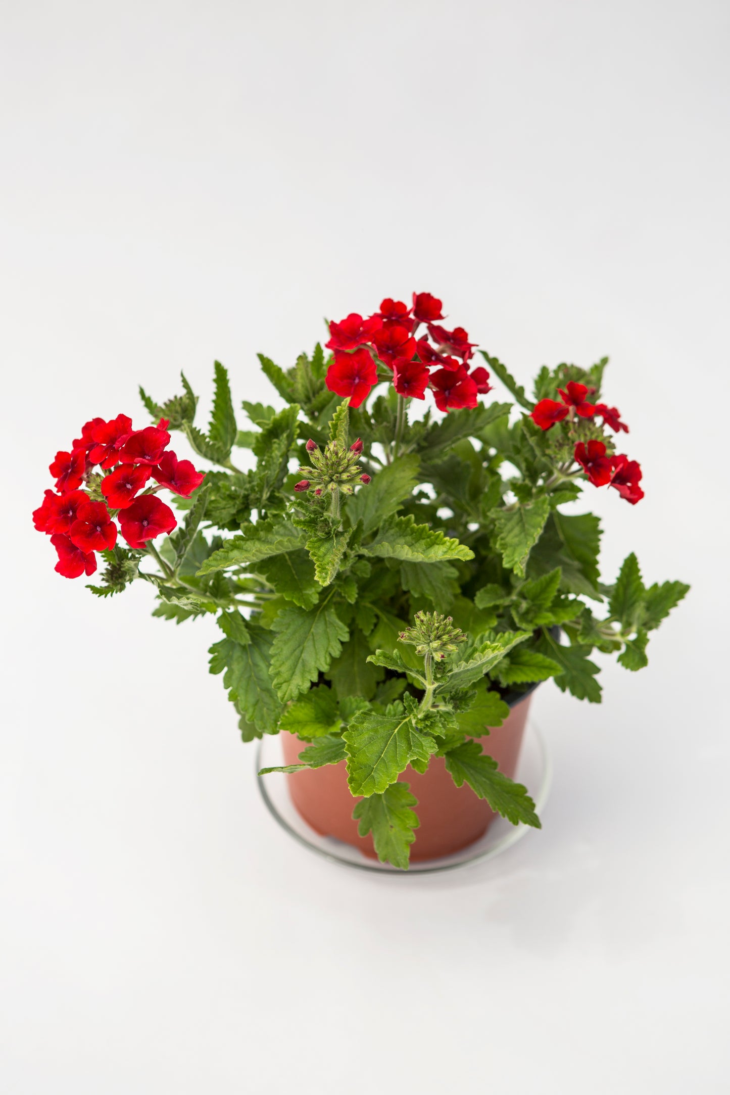 Svyranti Verbena (Verbena Empress Sun)