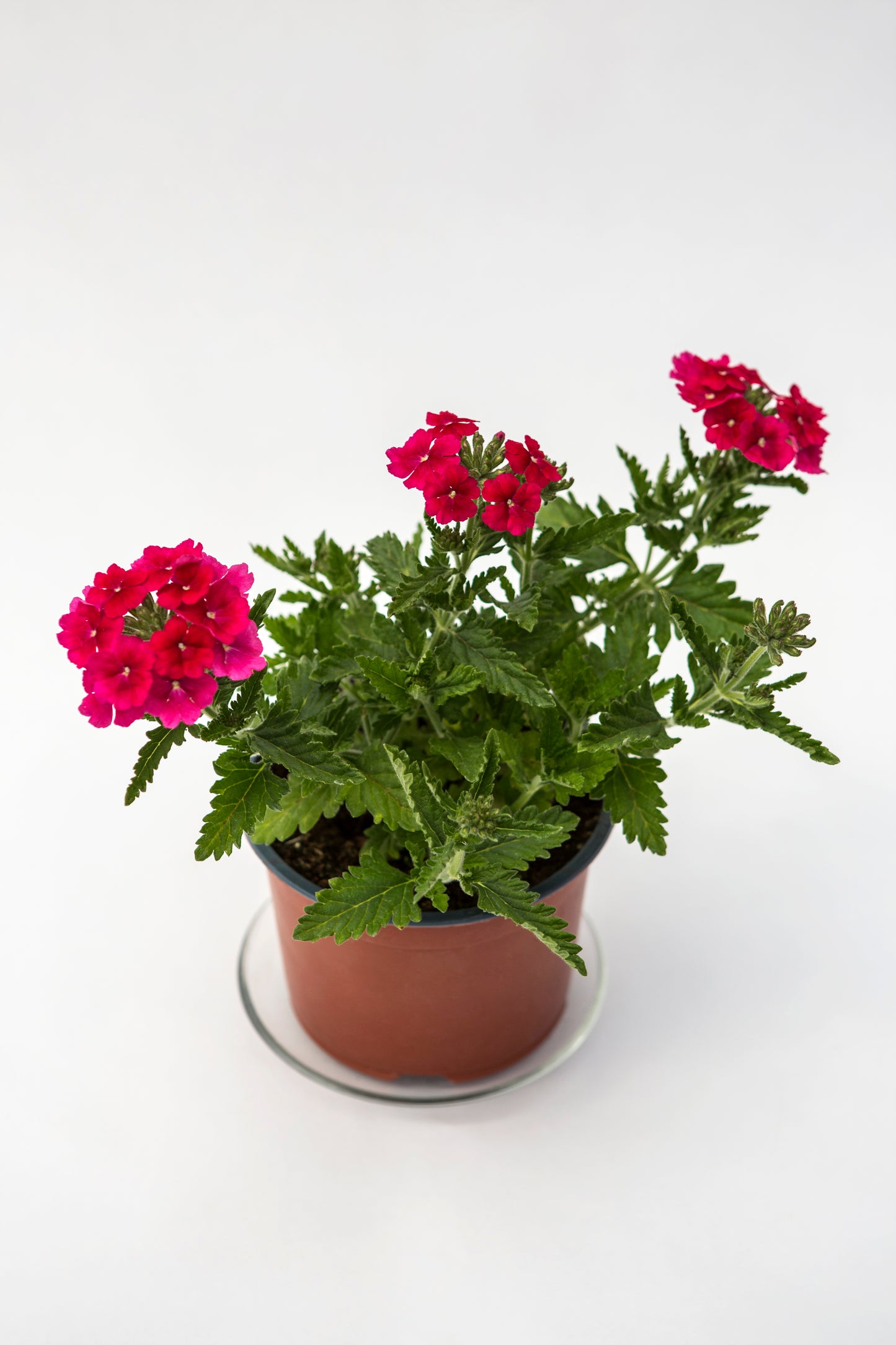 Svyranti Verbena (Verbena Empress Sun)