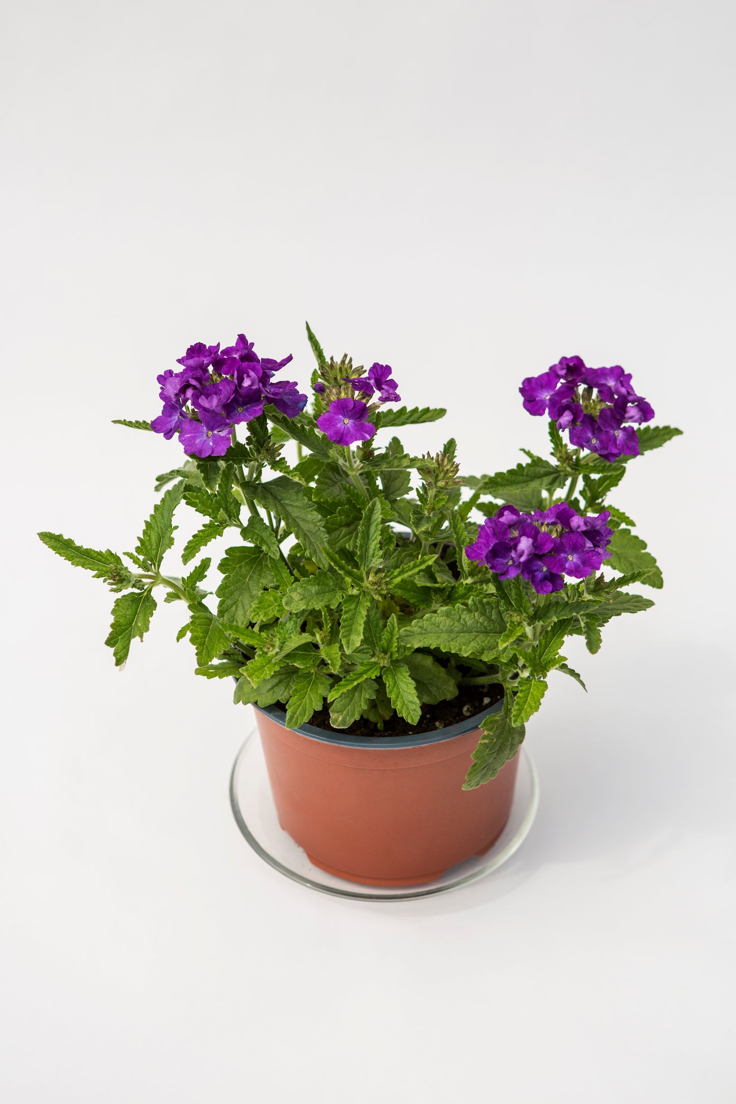 Svyranti Verbena (Verbena Empress Sun)