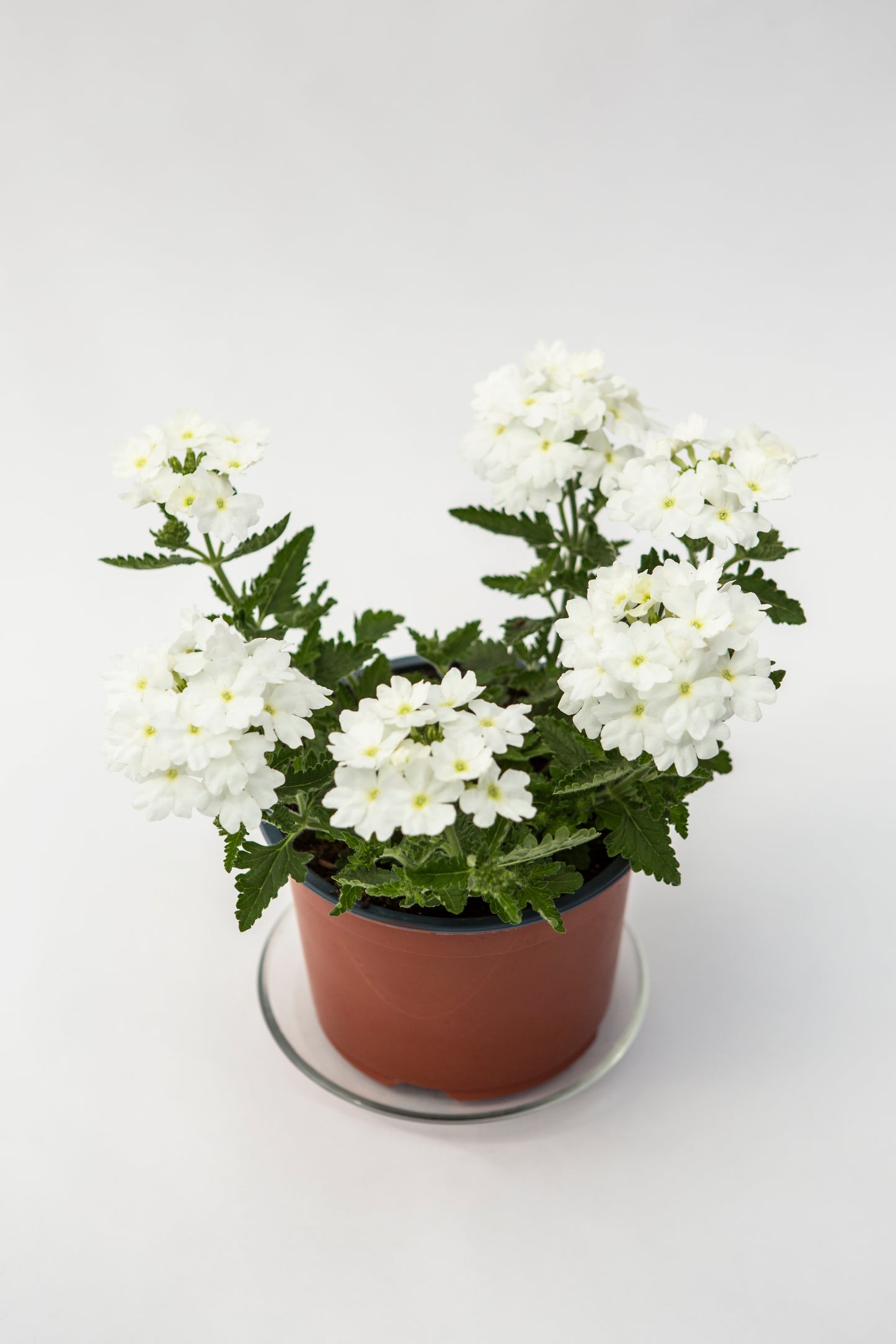 Svyranti Verbena (Verbena Empress Sun)