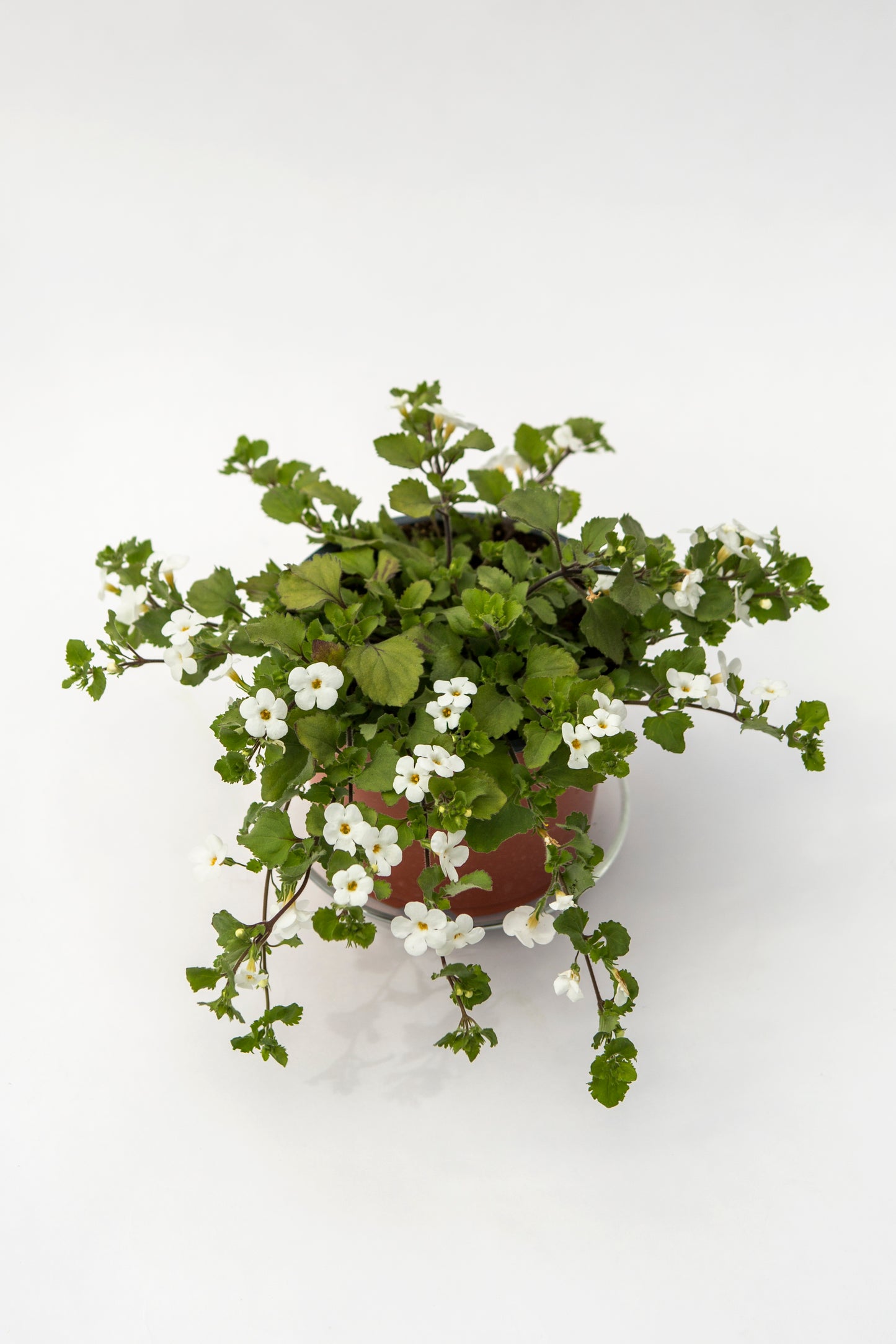 Bakopa (Bacopa)