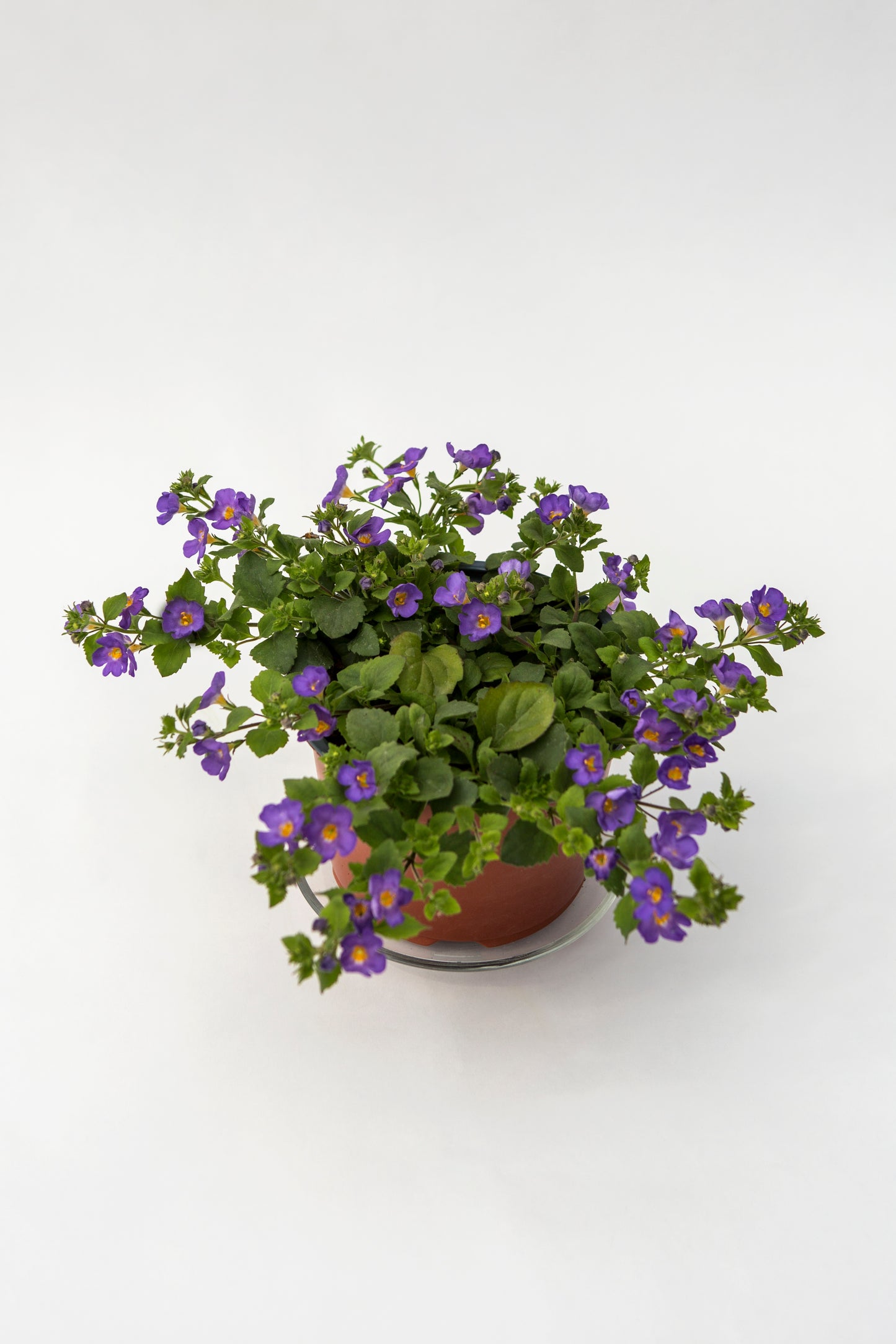 Bakopa (Bacopa)