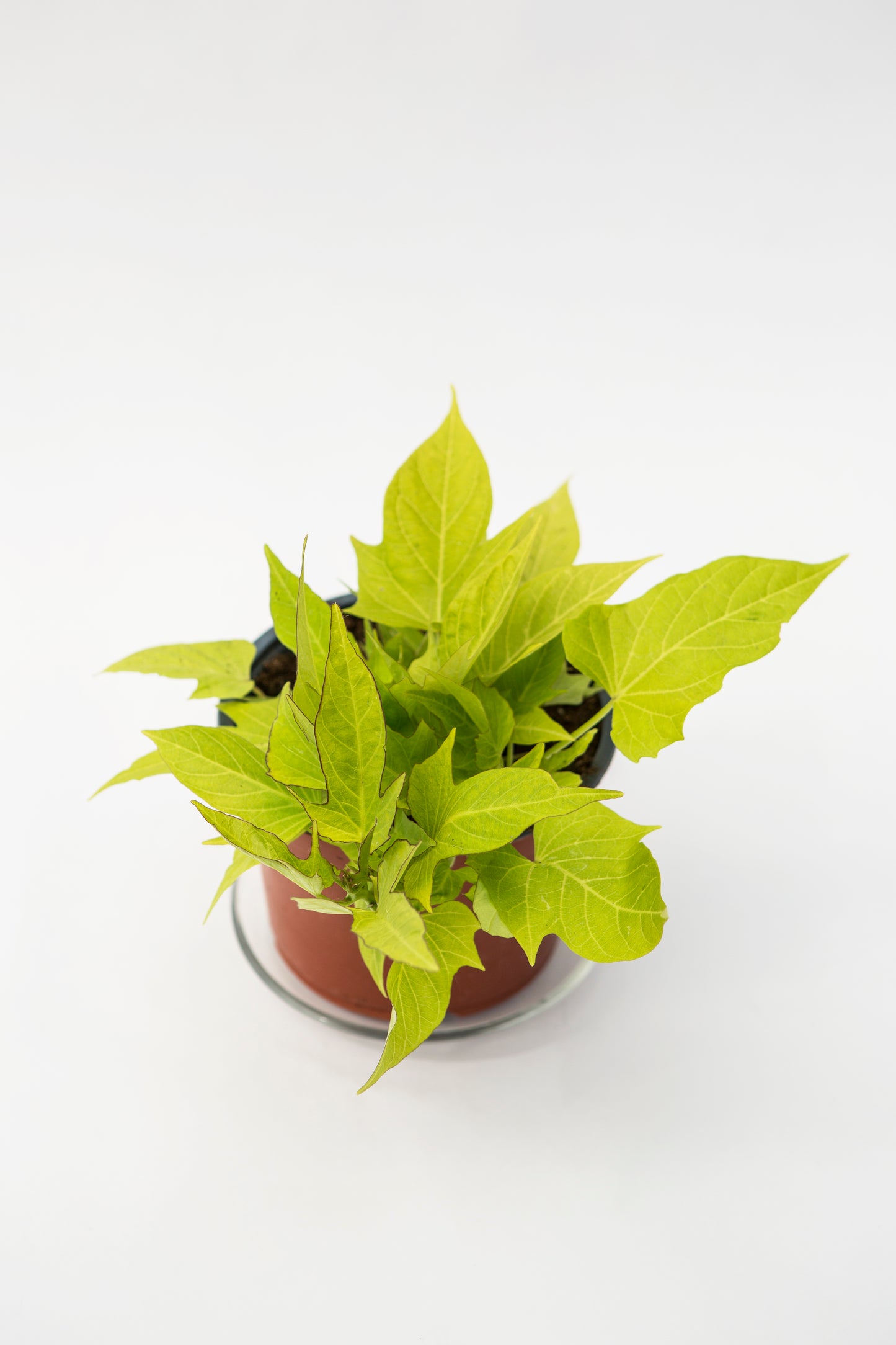 Sukutis (Ipomoea)