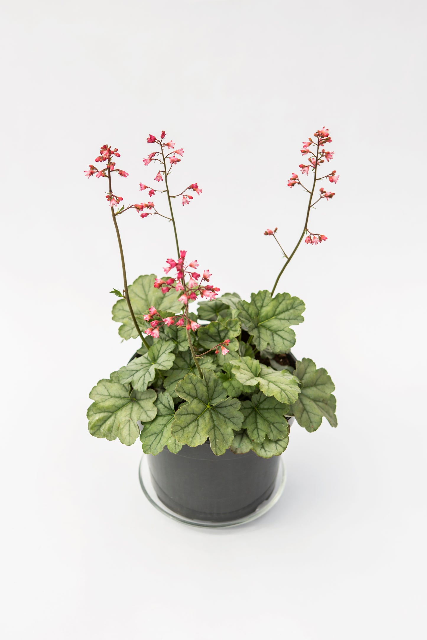 Alunė (Heuchera)
