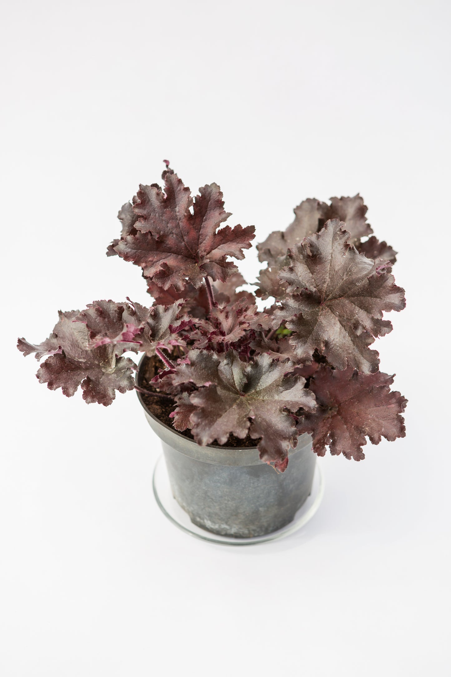 Alunė (Heuchera)