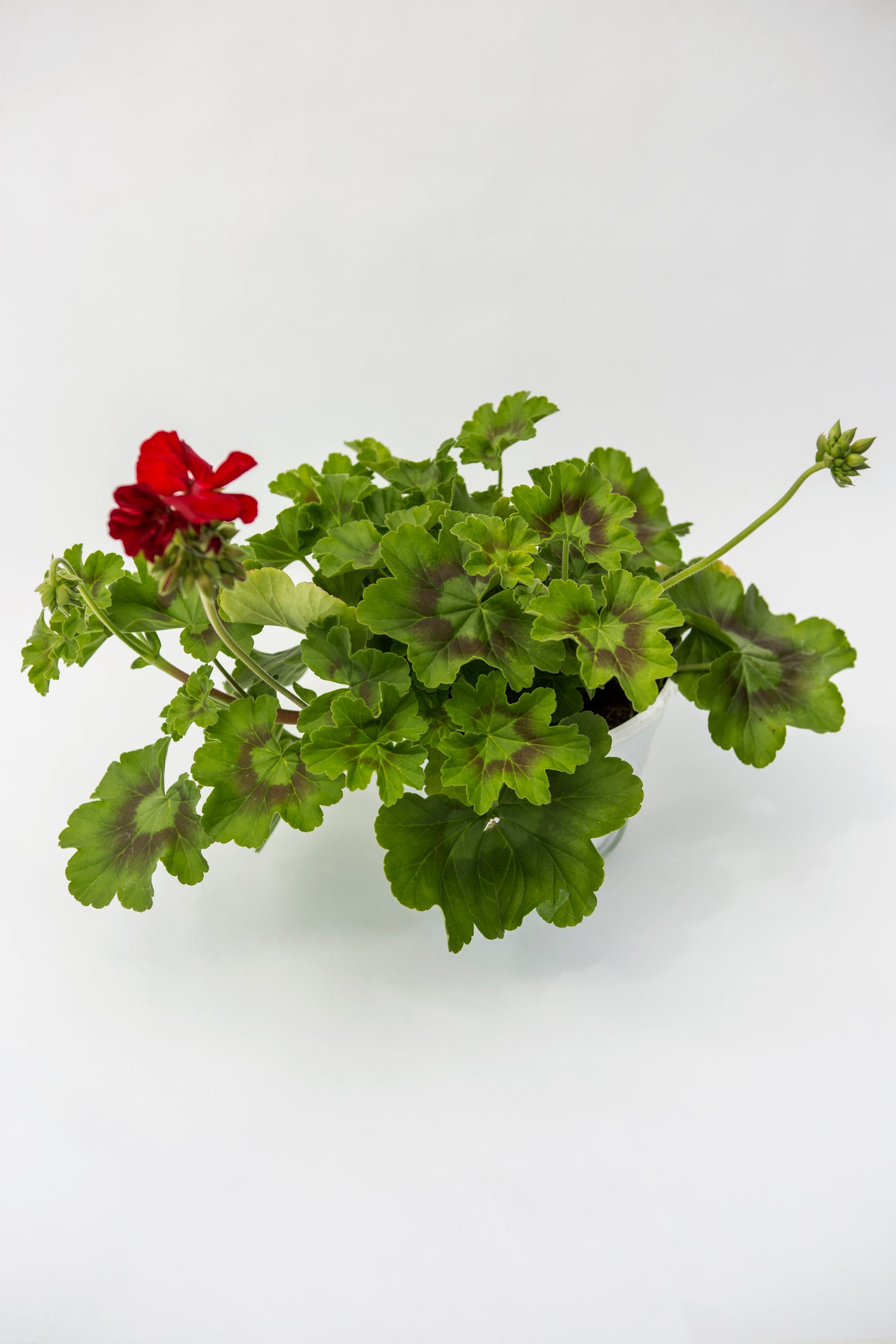 Svyranti Palergonija (Caliope)