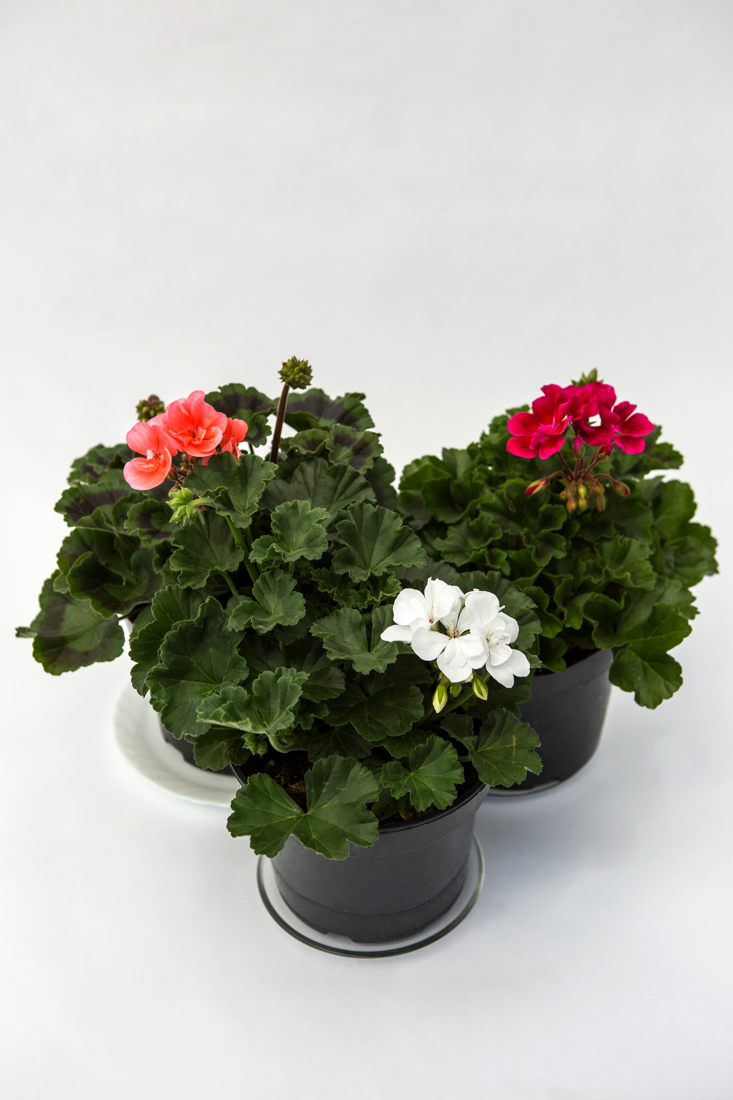 Krūminė pelargonija (Pelargonium)