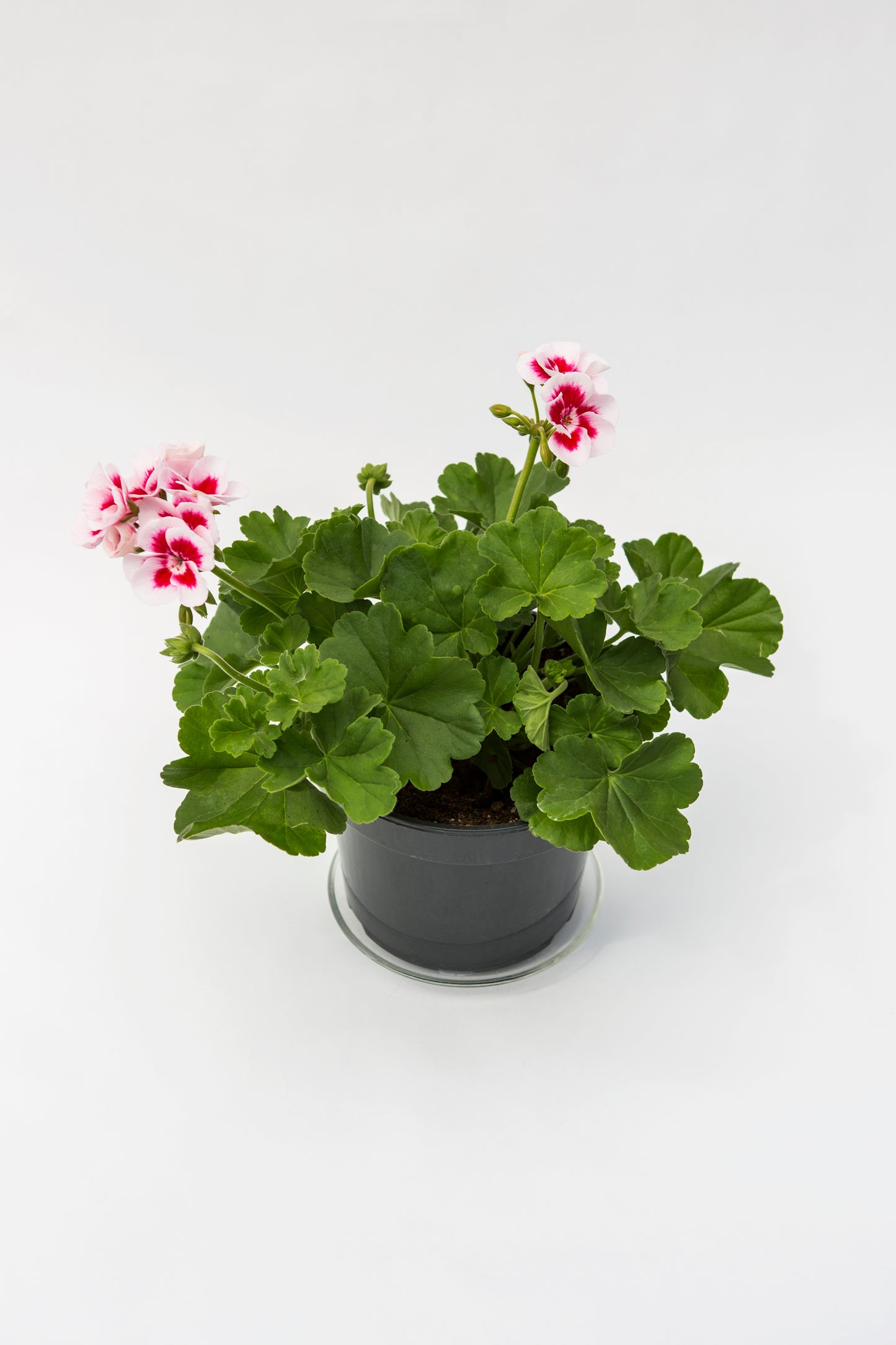 Krūminė pelargonija (Pelargonium)