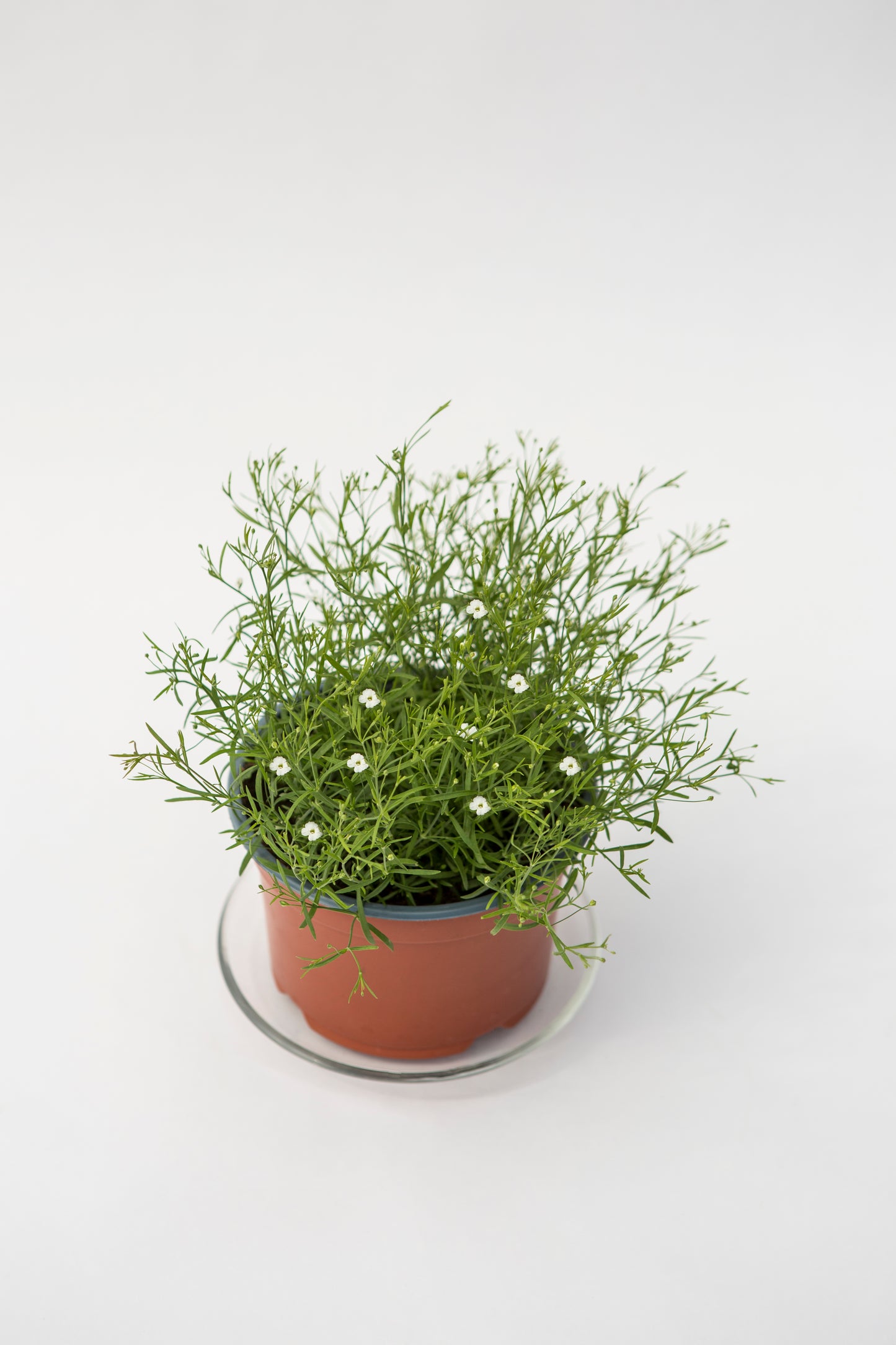 Guboja (Gypsophilia)