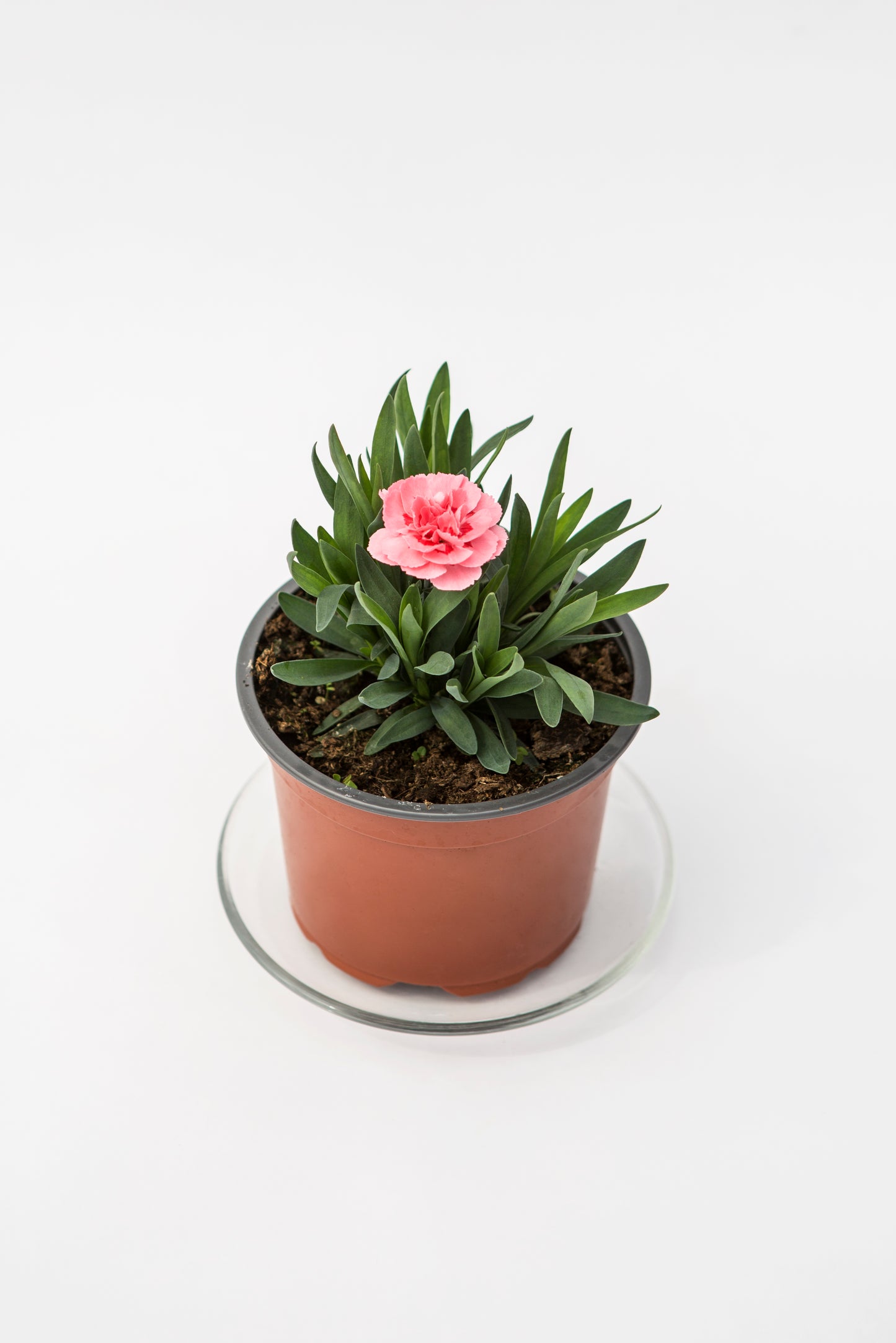 Gvazdikas (Dianthus Oscar)