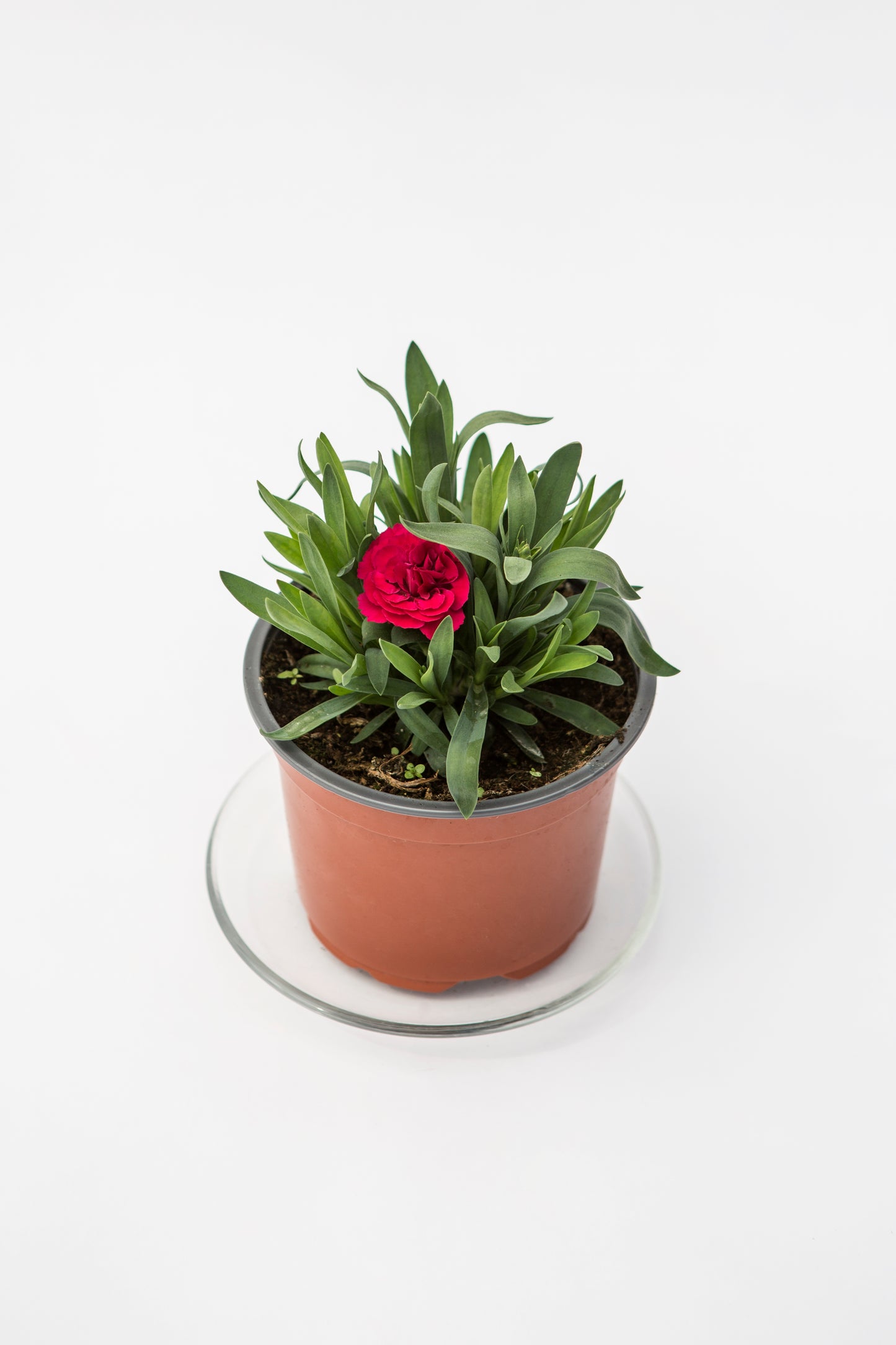 Gvazdikas (Dianthus Oscar)