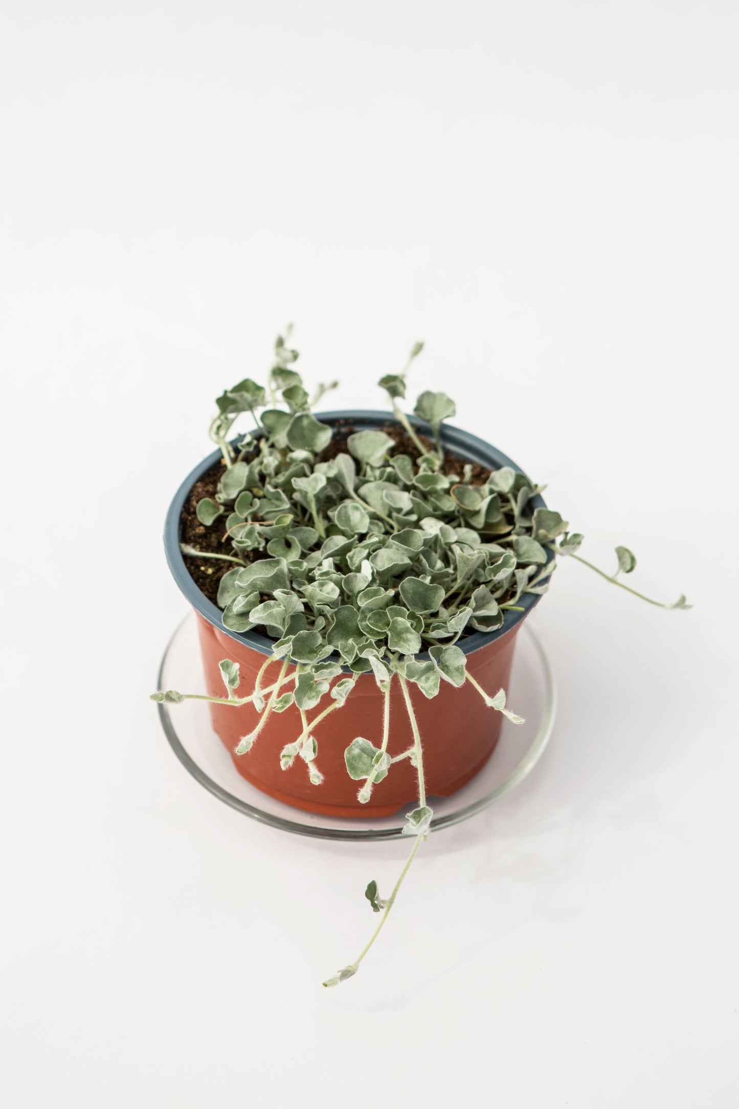 Dichondra (Dichondra)