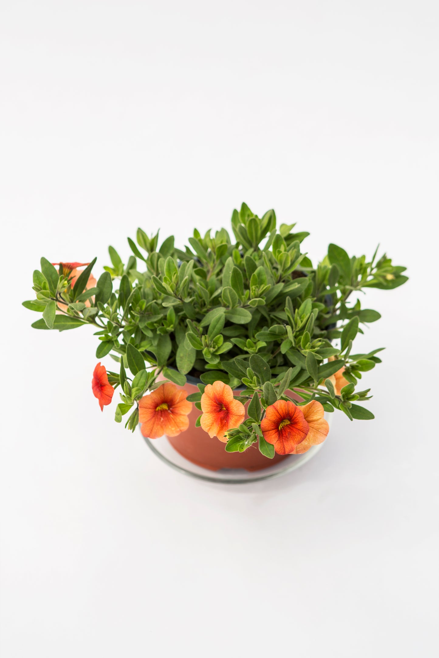 Kalibrachoja (Calibrachoa)