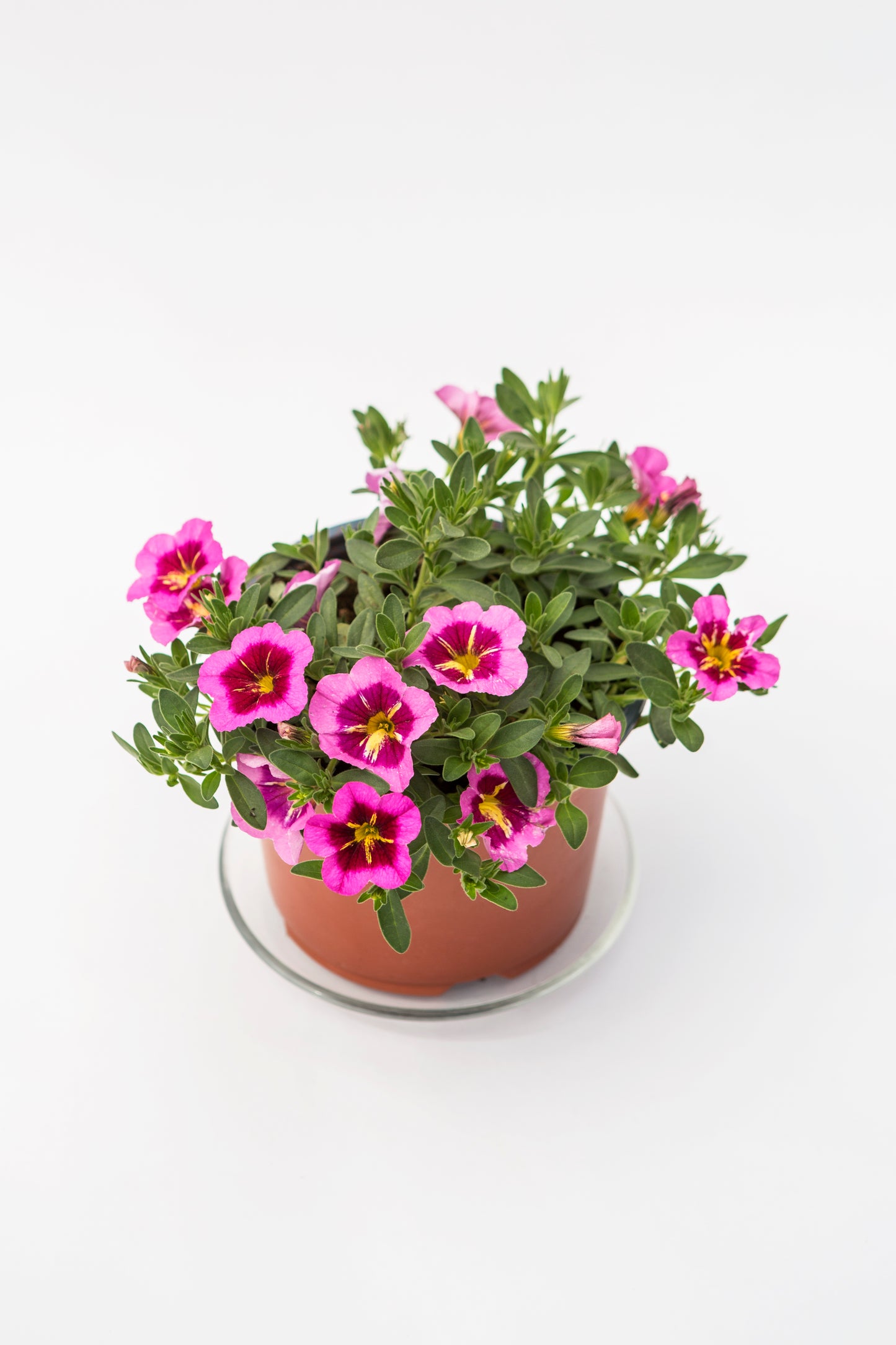 Kalibrachoja (Calibrachoa)