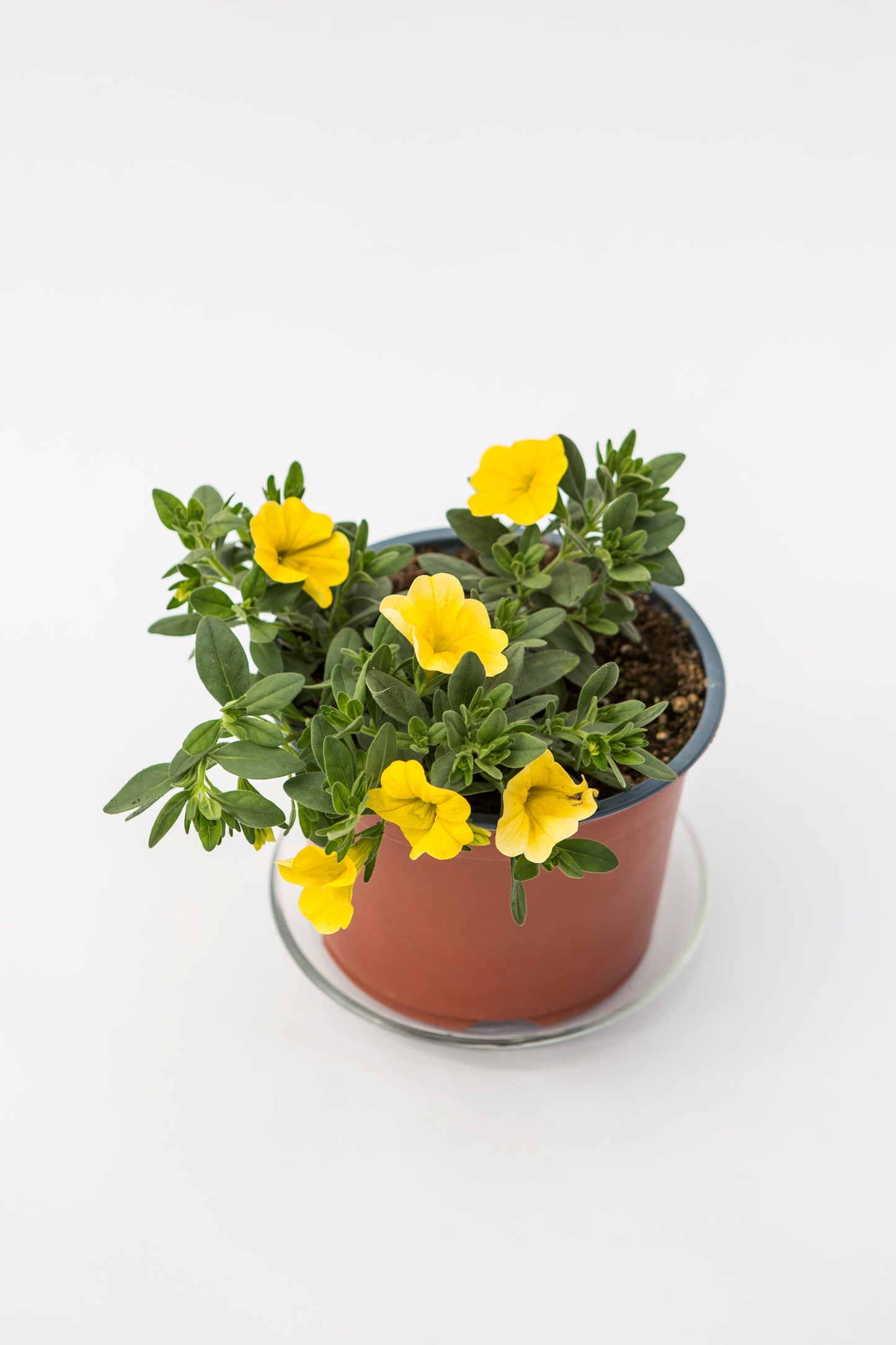 Kalibrachoja (Calibrachoa)