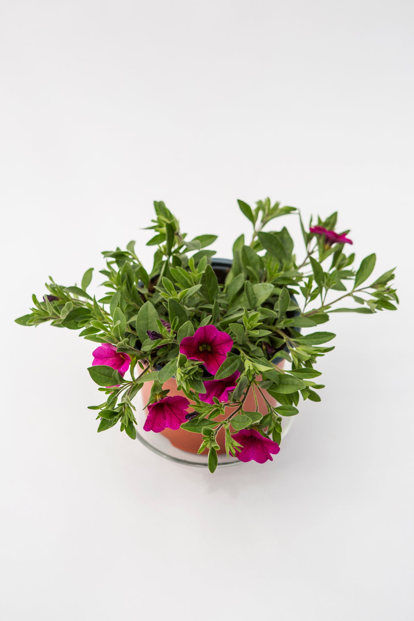 Kalibrachoja (Calibrachoa)