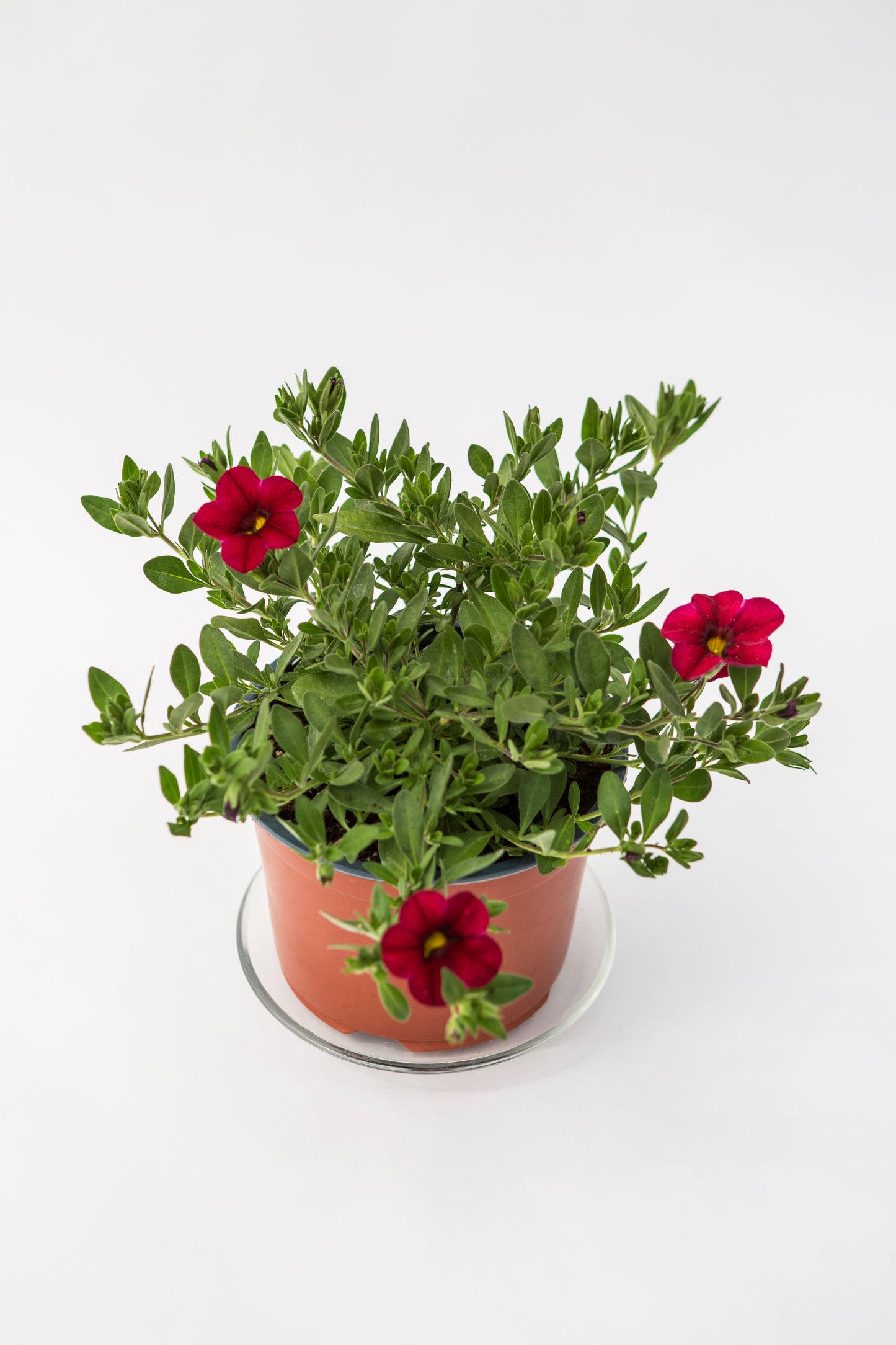 Kalibrachoja (Calibrachoa)