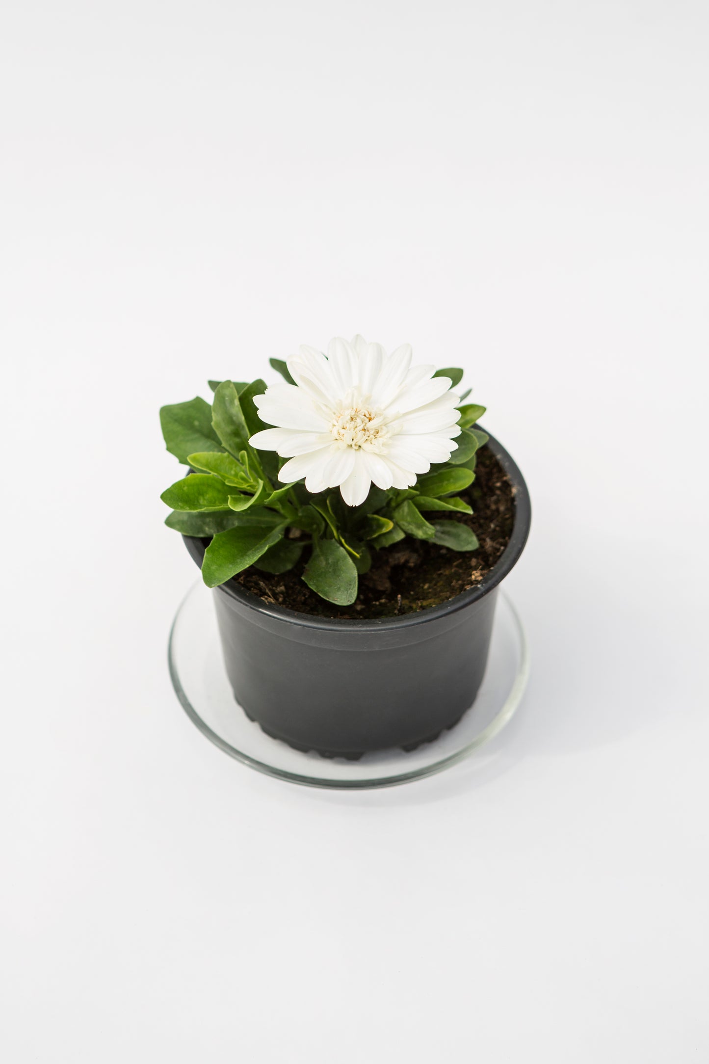 Kaulasėklis (Osteospermum)