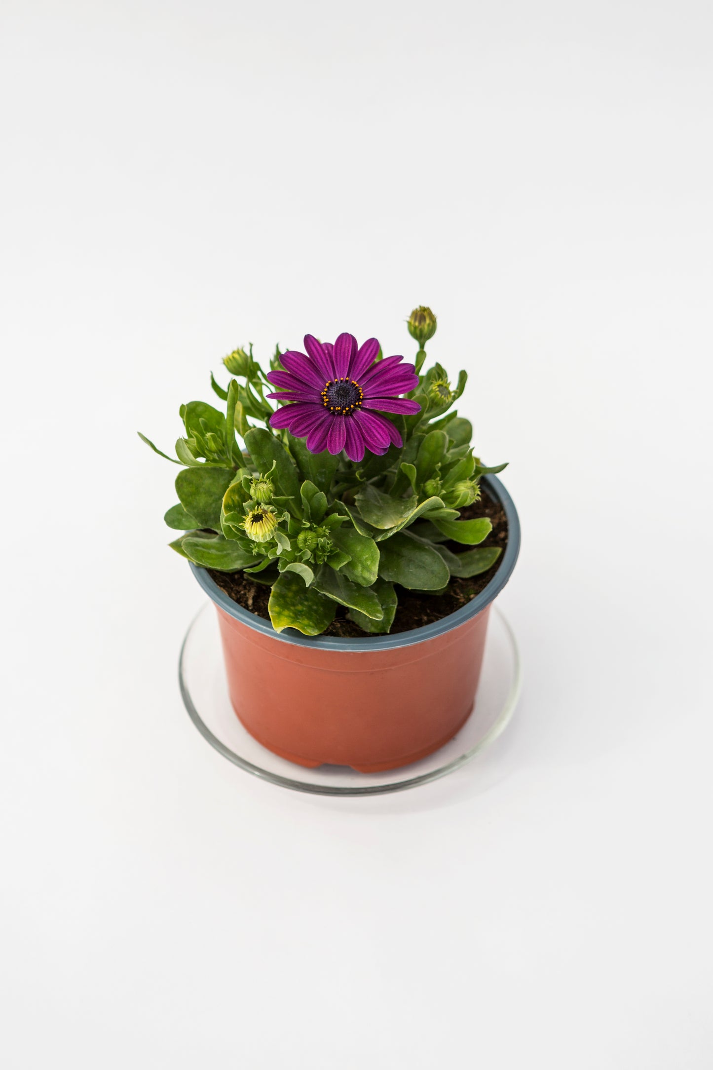 Kaulasėklis (Osteospermum)