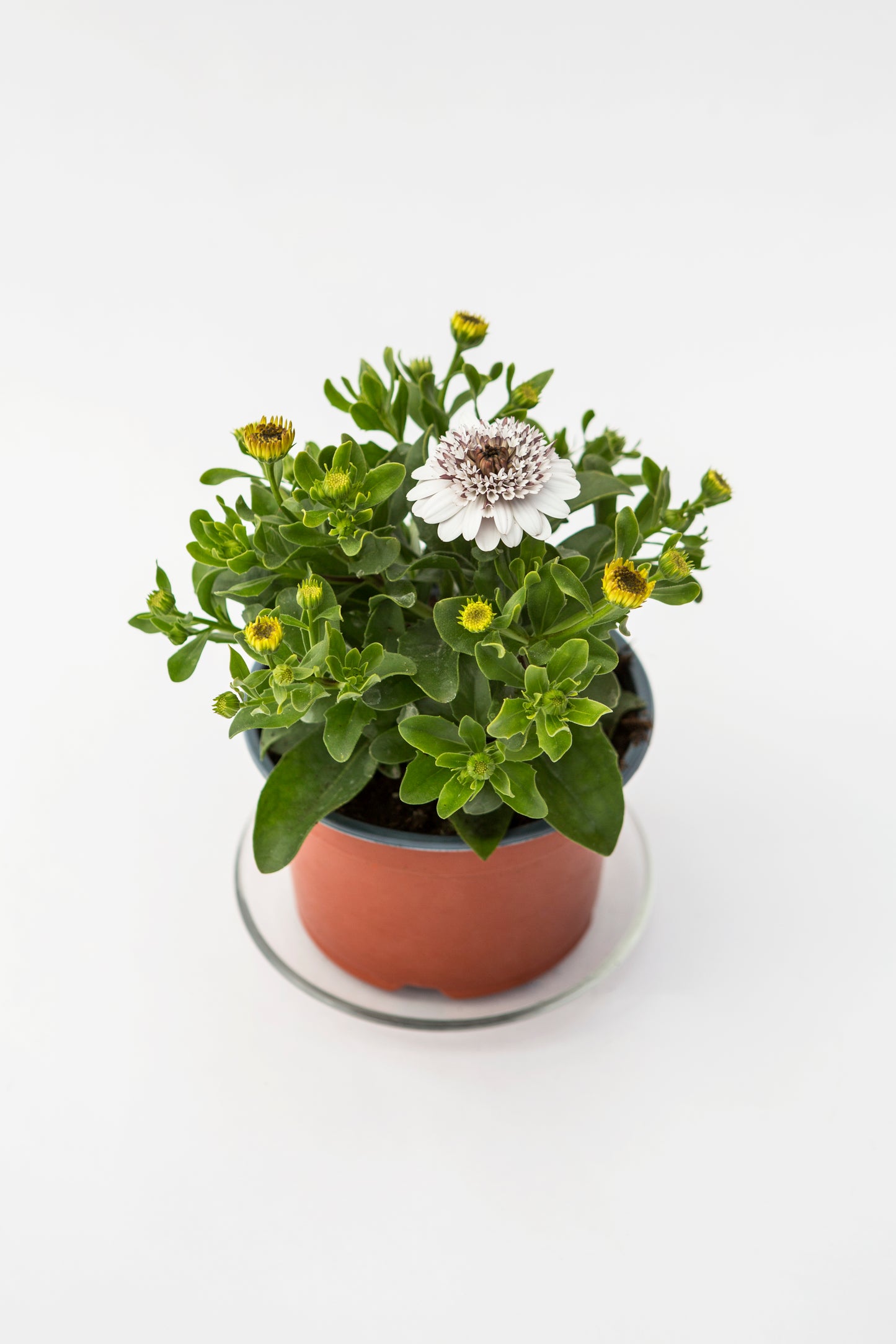 Kaulasėklis (Osteospermum)