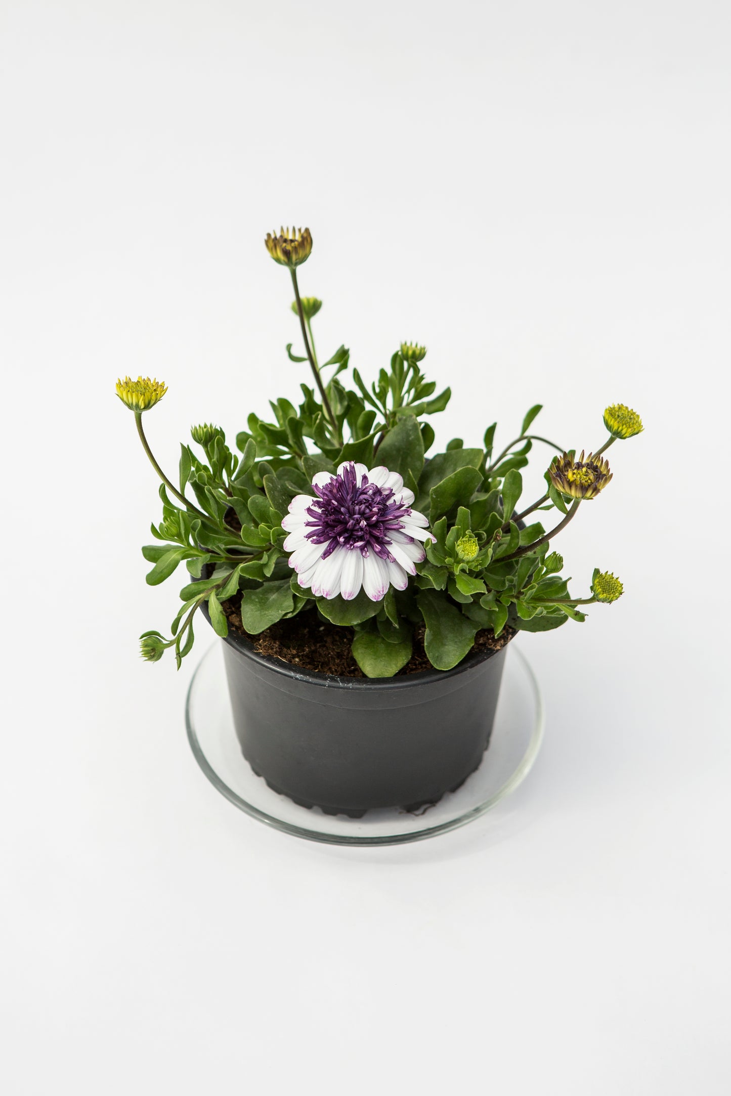 Kaulasėklis (Osteospermum)