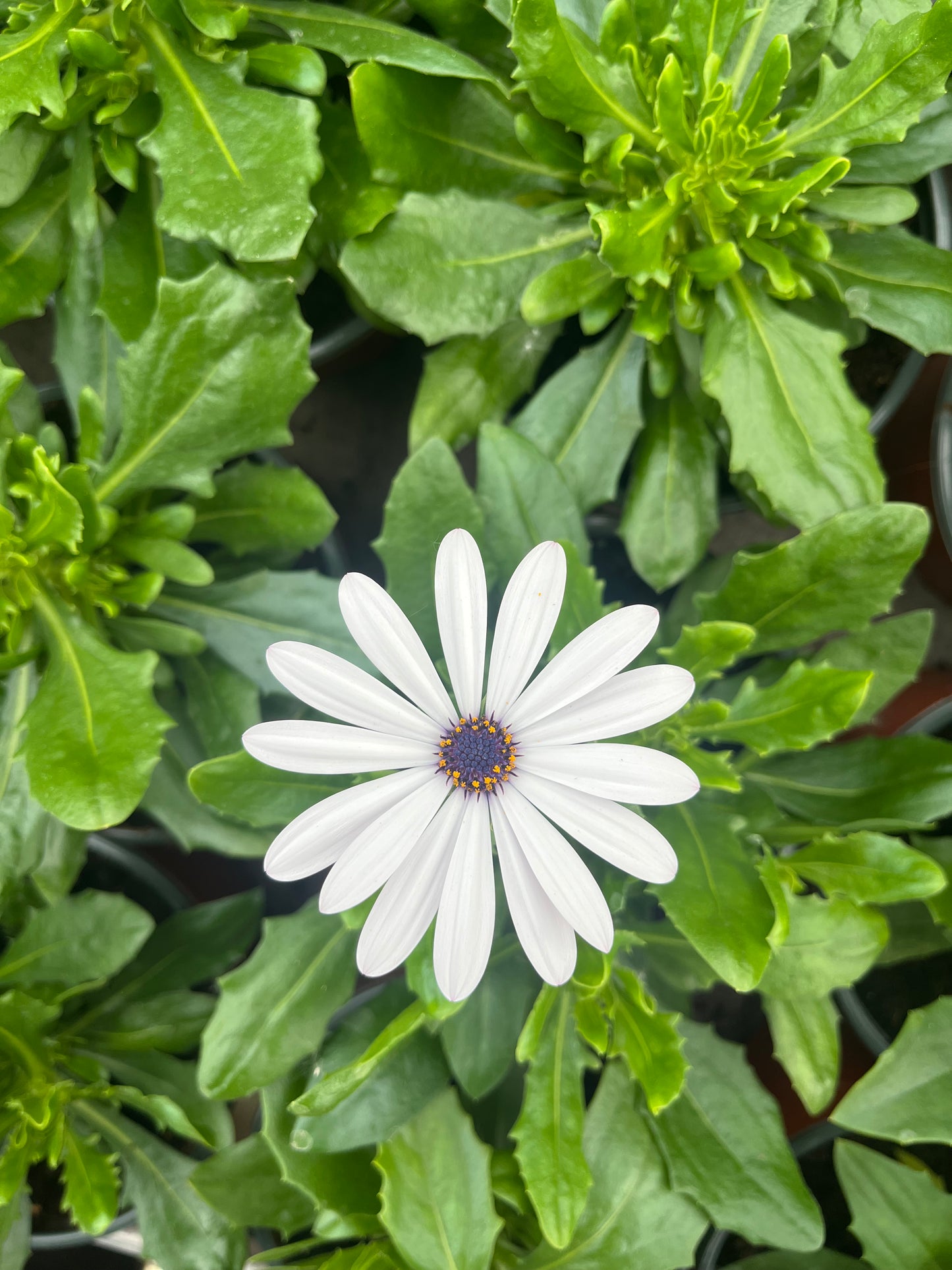 Kaulasėklis (Osteospermum)