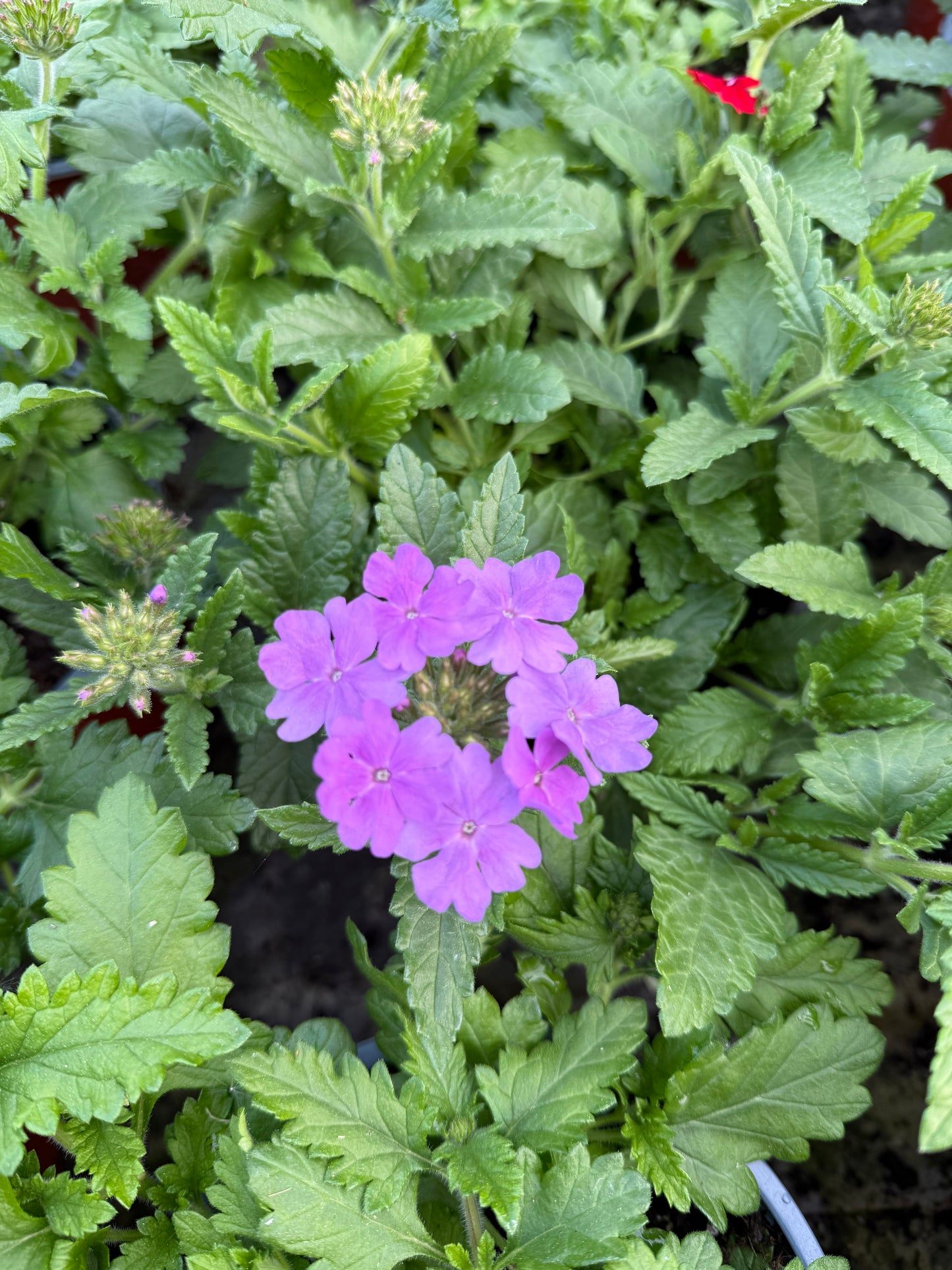 Svyranti Verbena (Verbena Empress Sun)