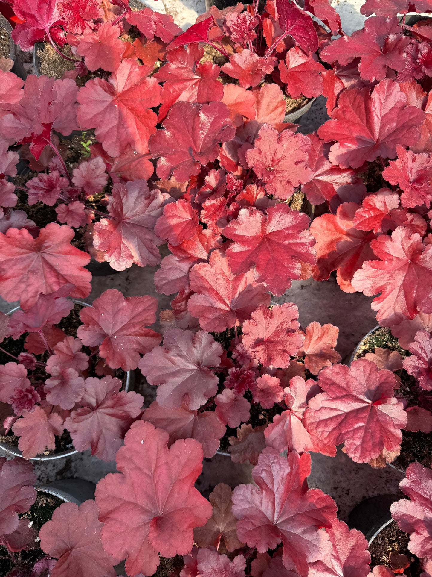 Alunė (Heuchera)