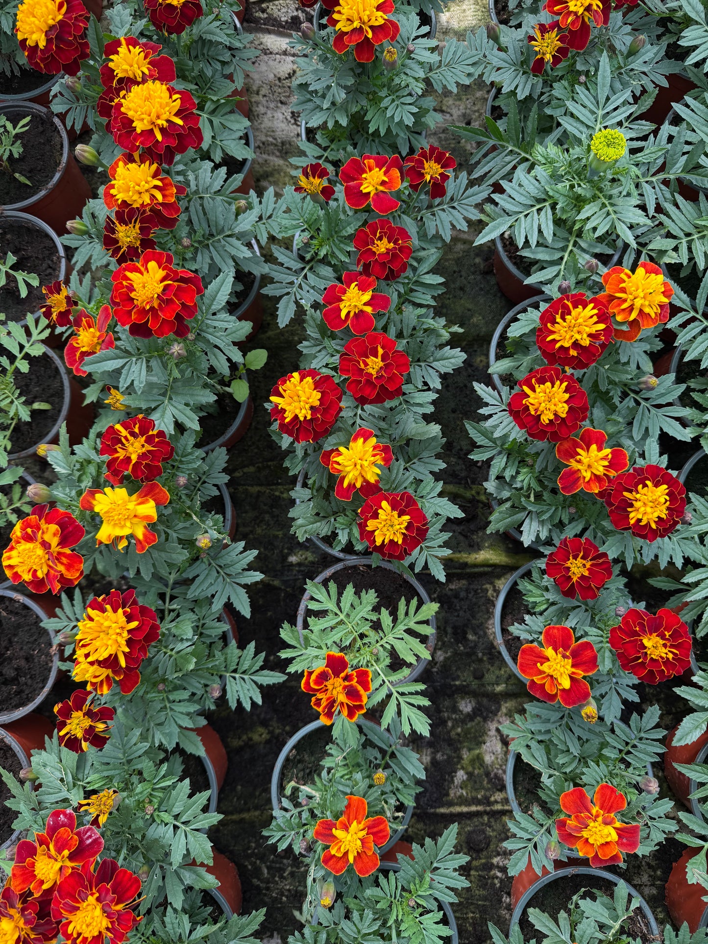 Mažasis Gvazdikinis Serentis (Tagetes)