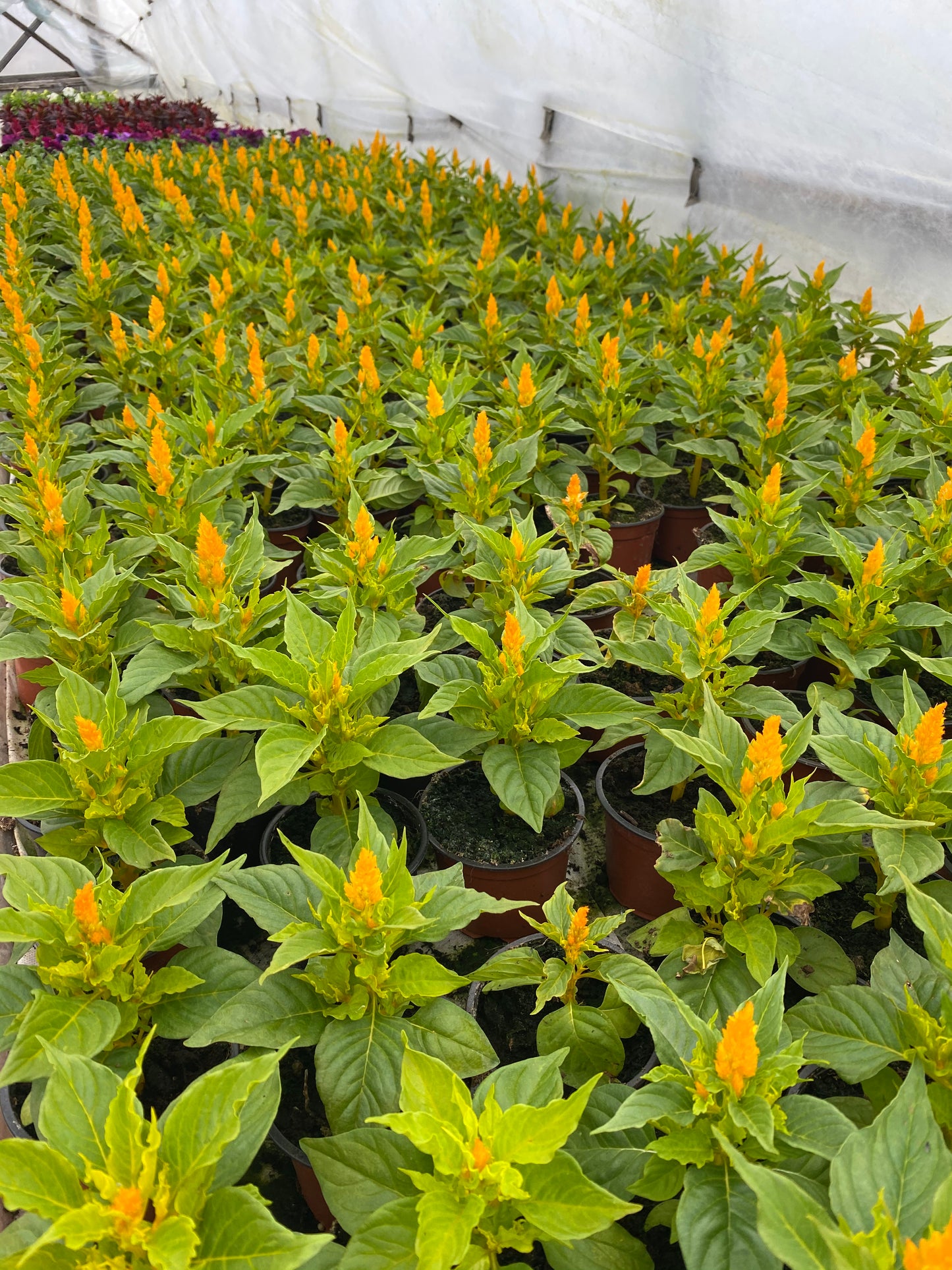 Celiozija (Celosia)