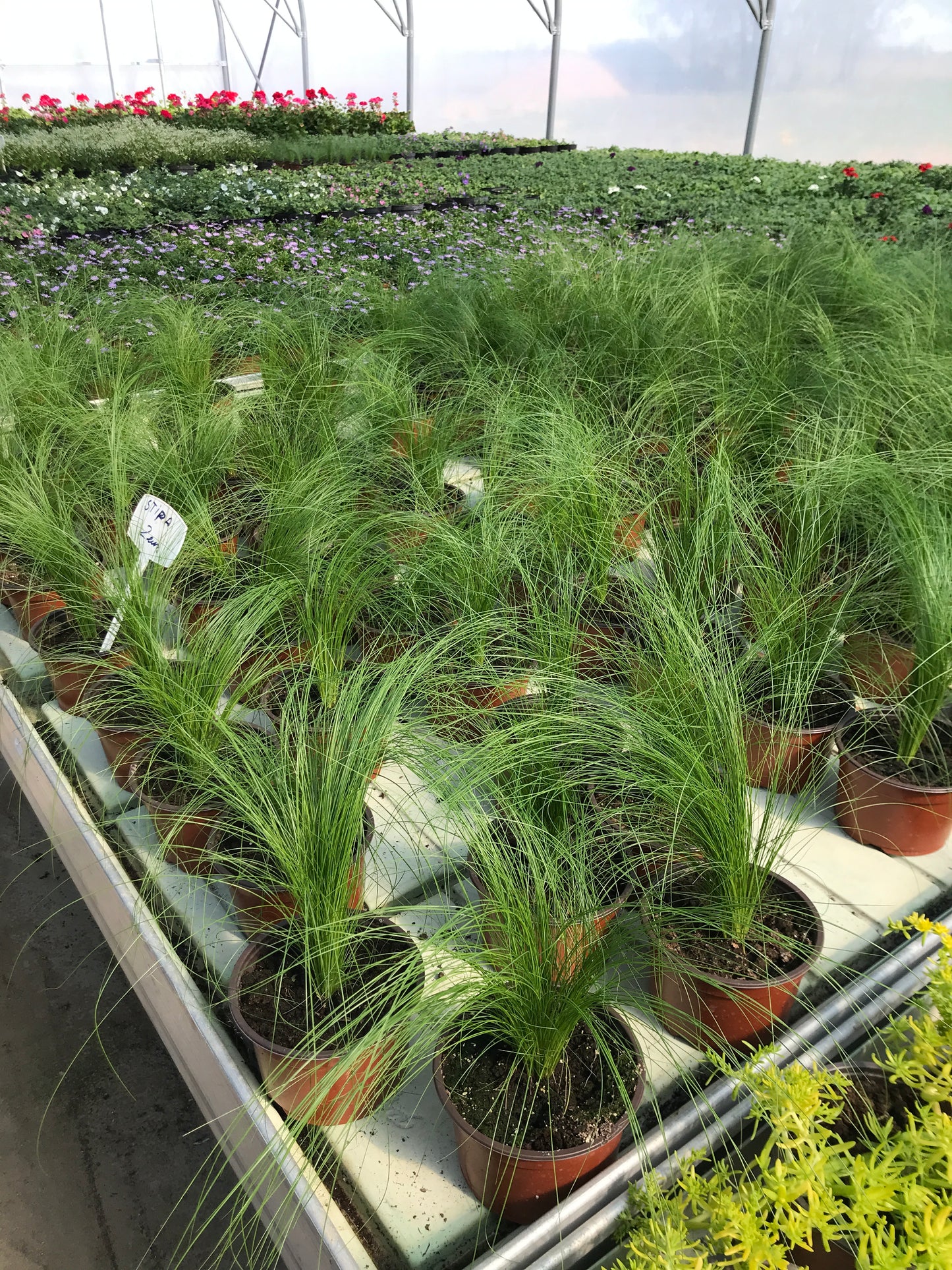 Ašuotė (Stipa)
