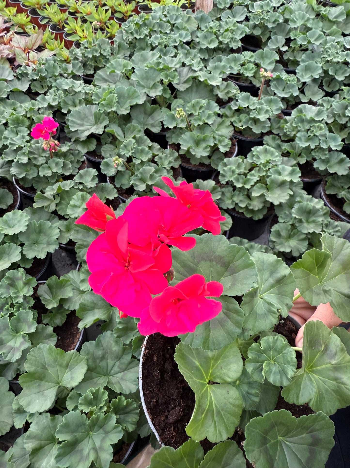Krūminė pelargonija (Pelargonium)
