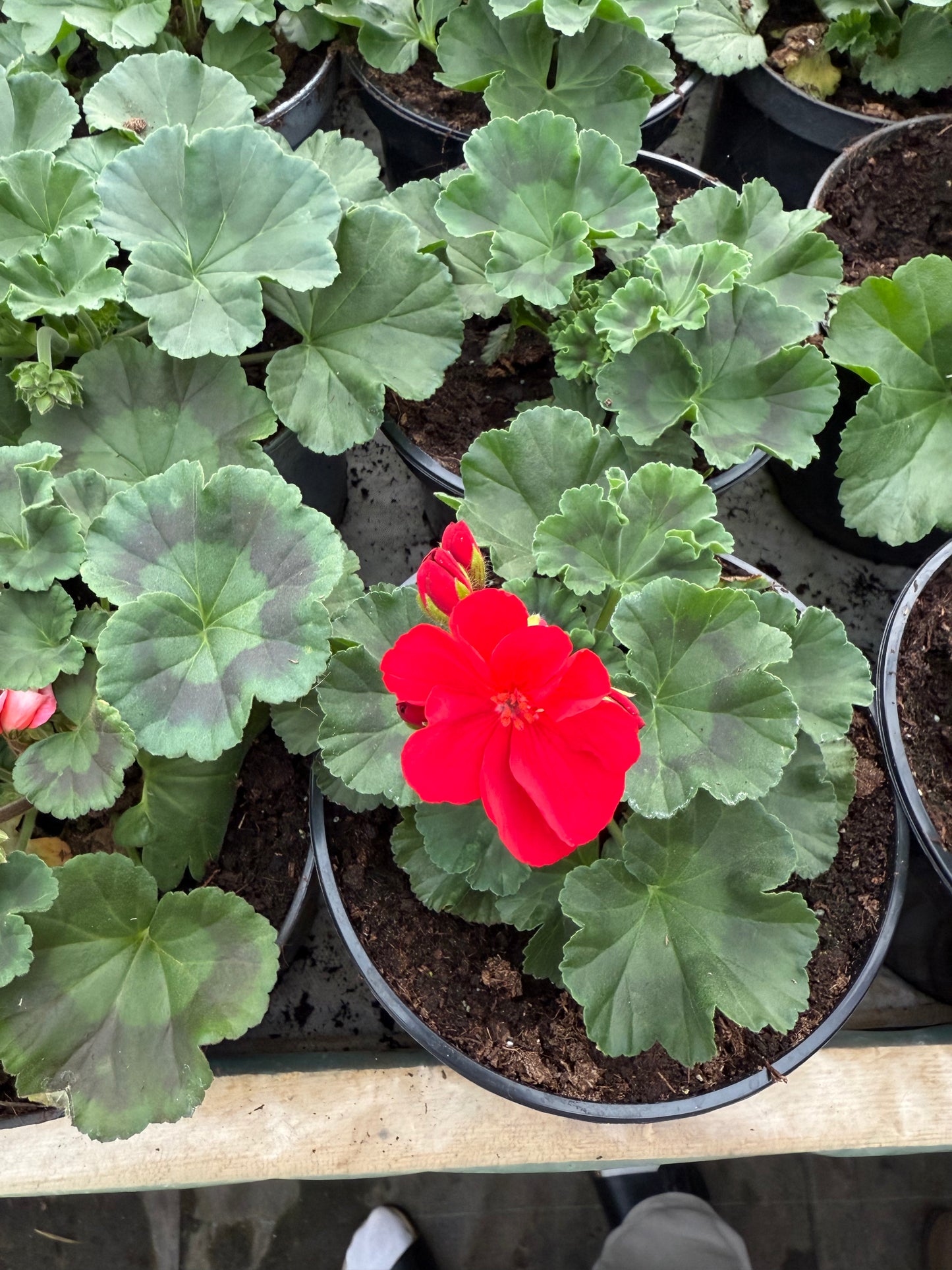 Krūminė pelargonija (Pelargonium)