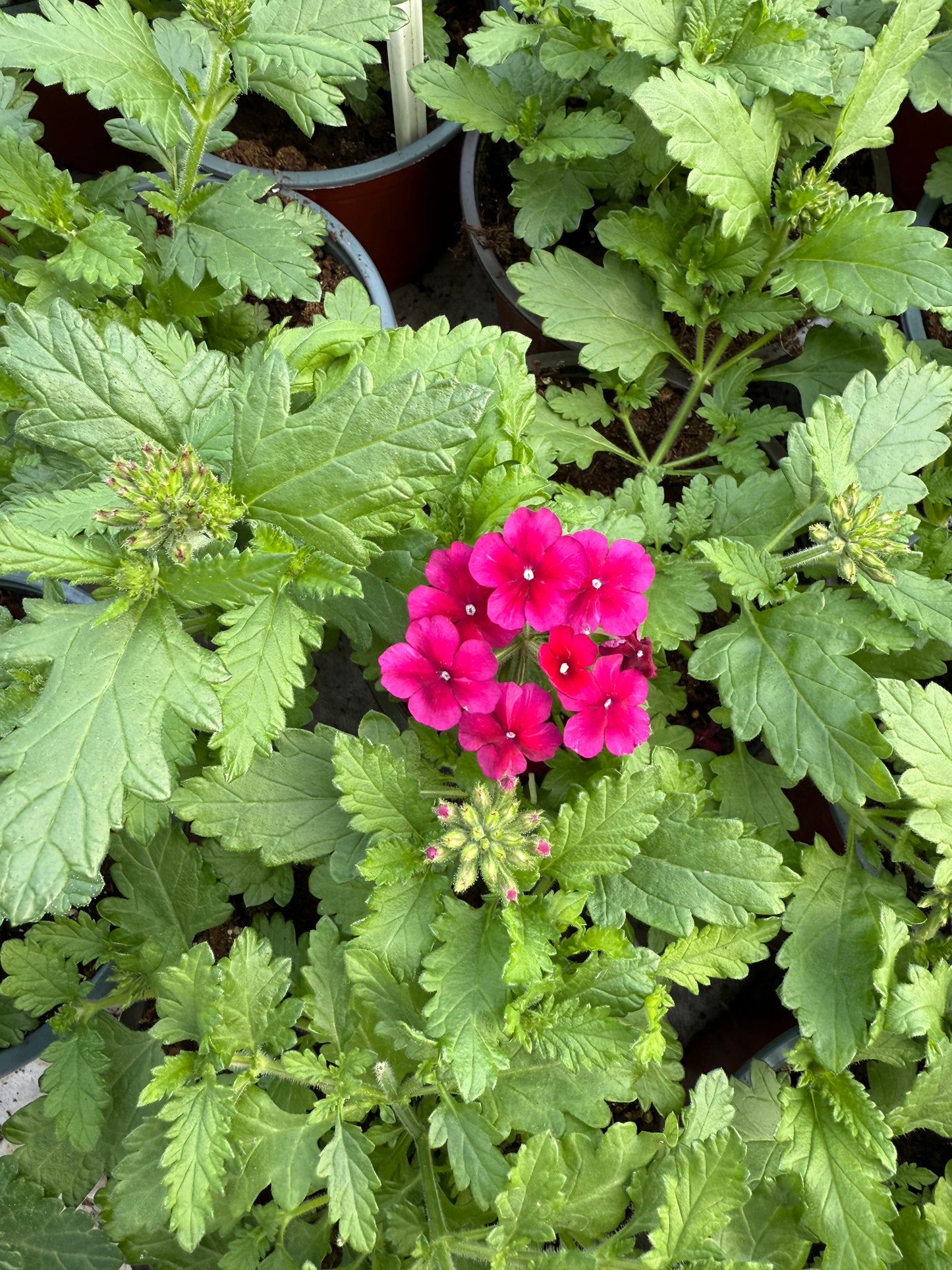 Svyranti Verbena (Verbena Empress Sun)